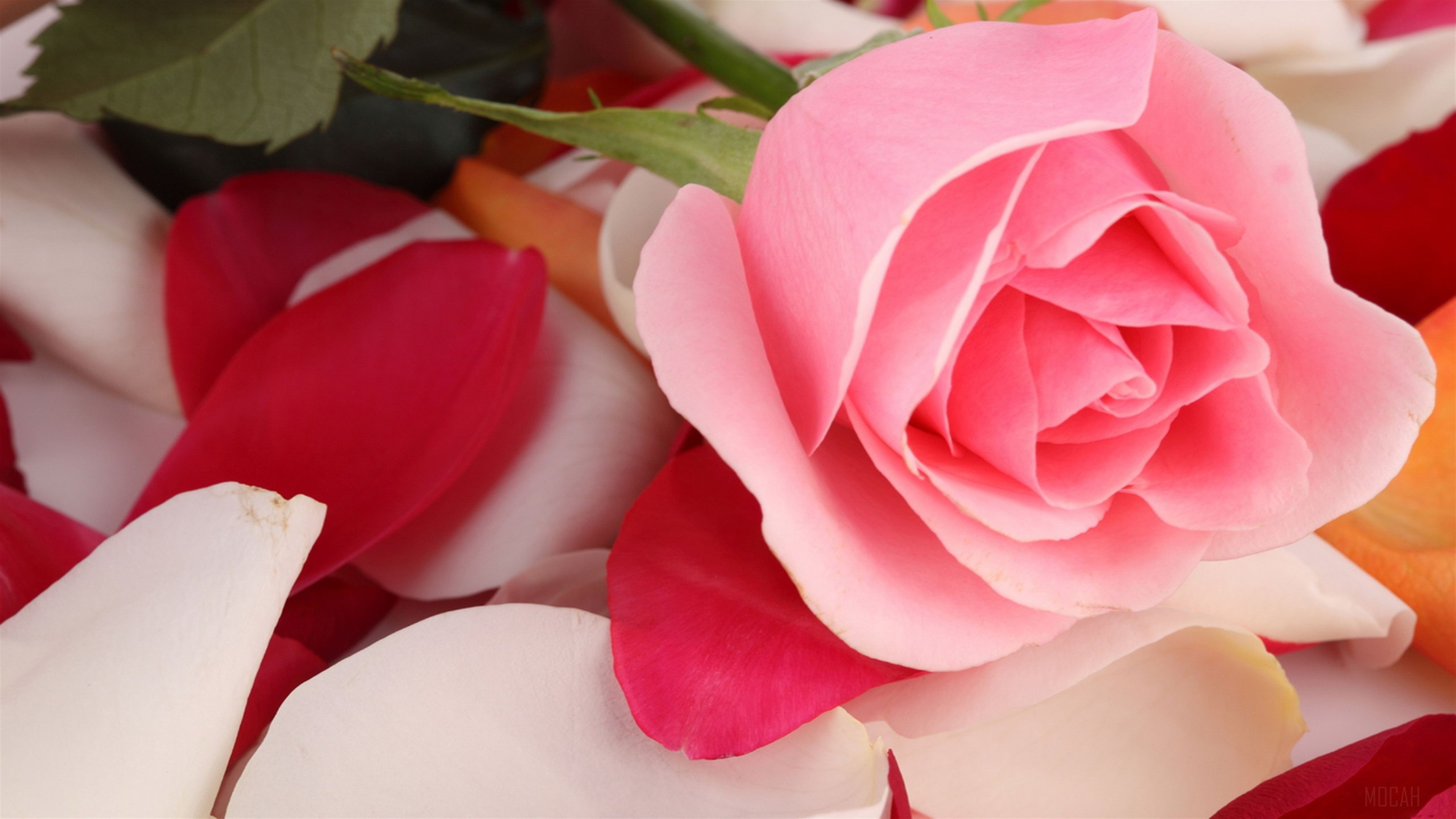 Pink Rose with Petals 4K HD Wallpaper