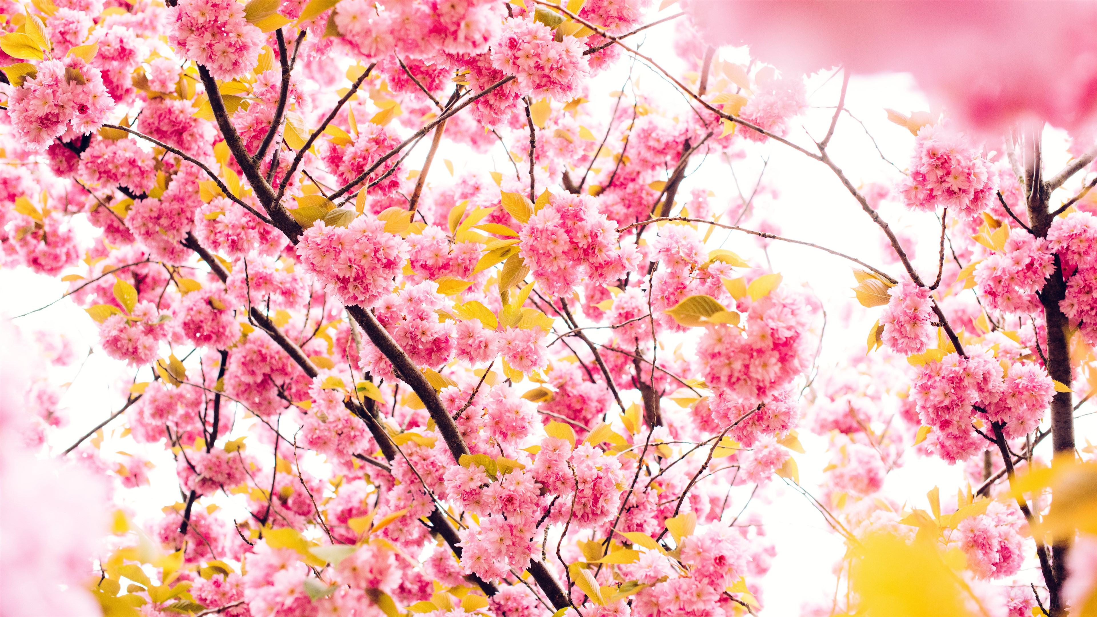 Pink Cherry Blossoms on Branches 4K HD Wallpaper