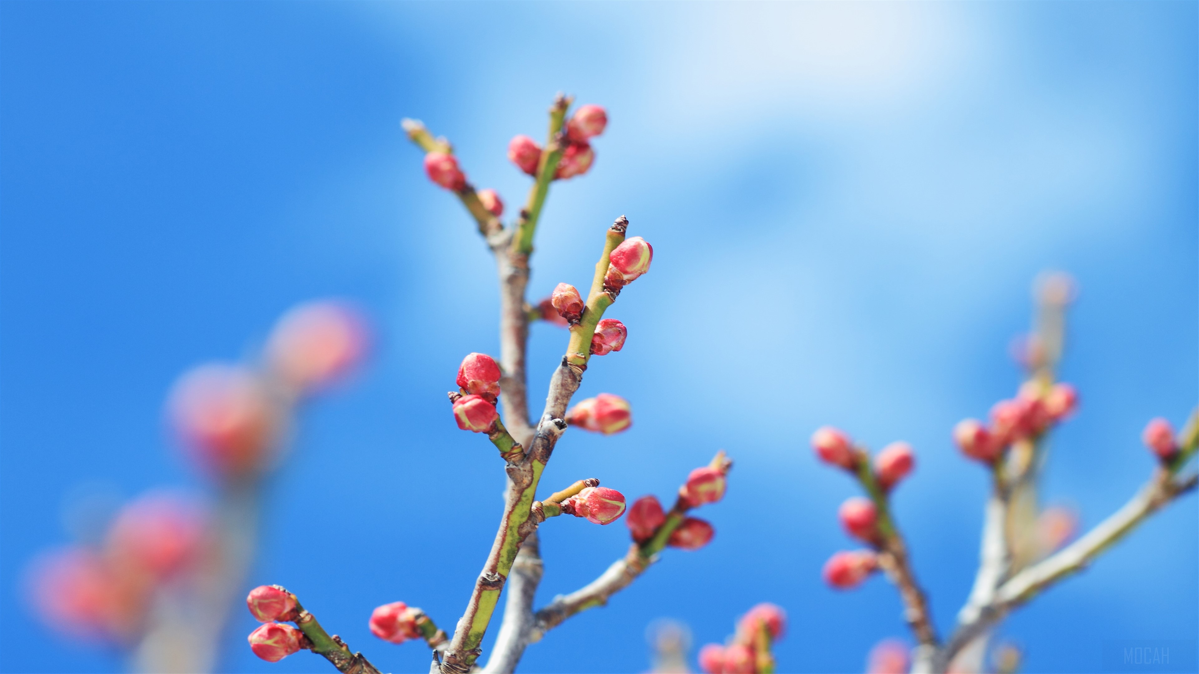 Flower Buds on Branches Against Blue Sky 4K HD Wallpaper