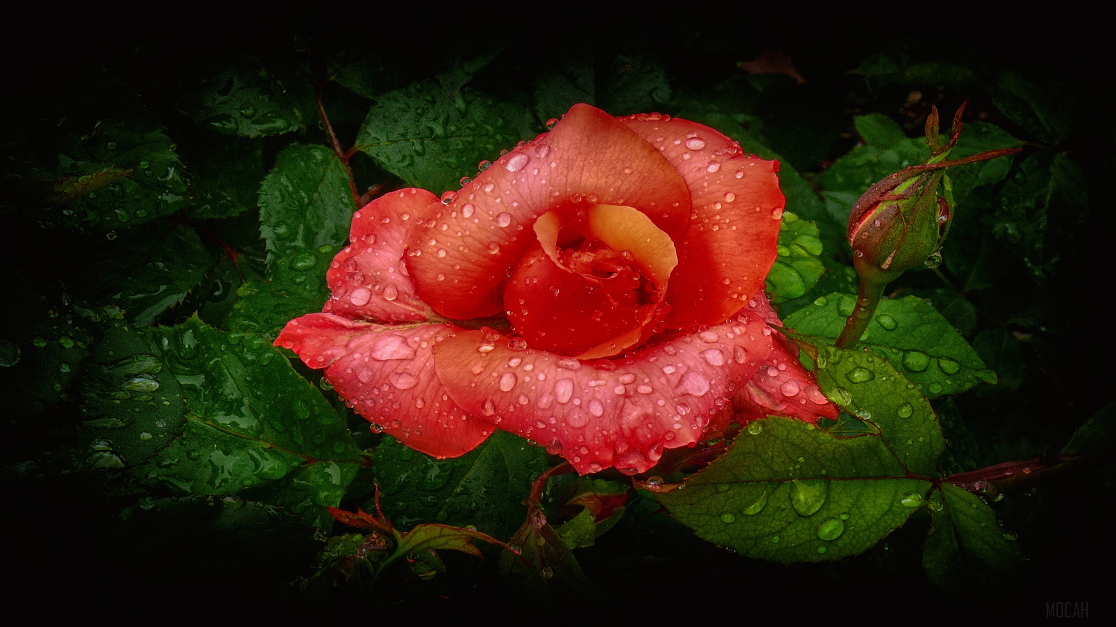 Orange rose with water droplets 4K HD Wallpaper