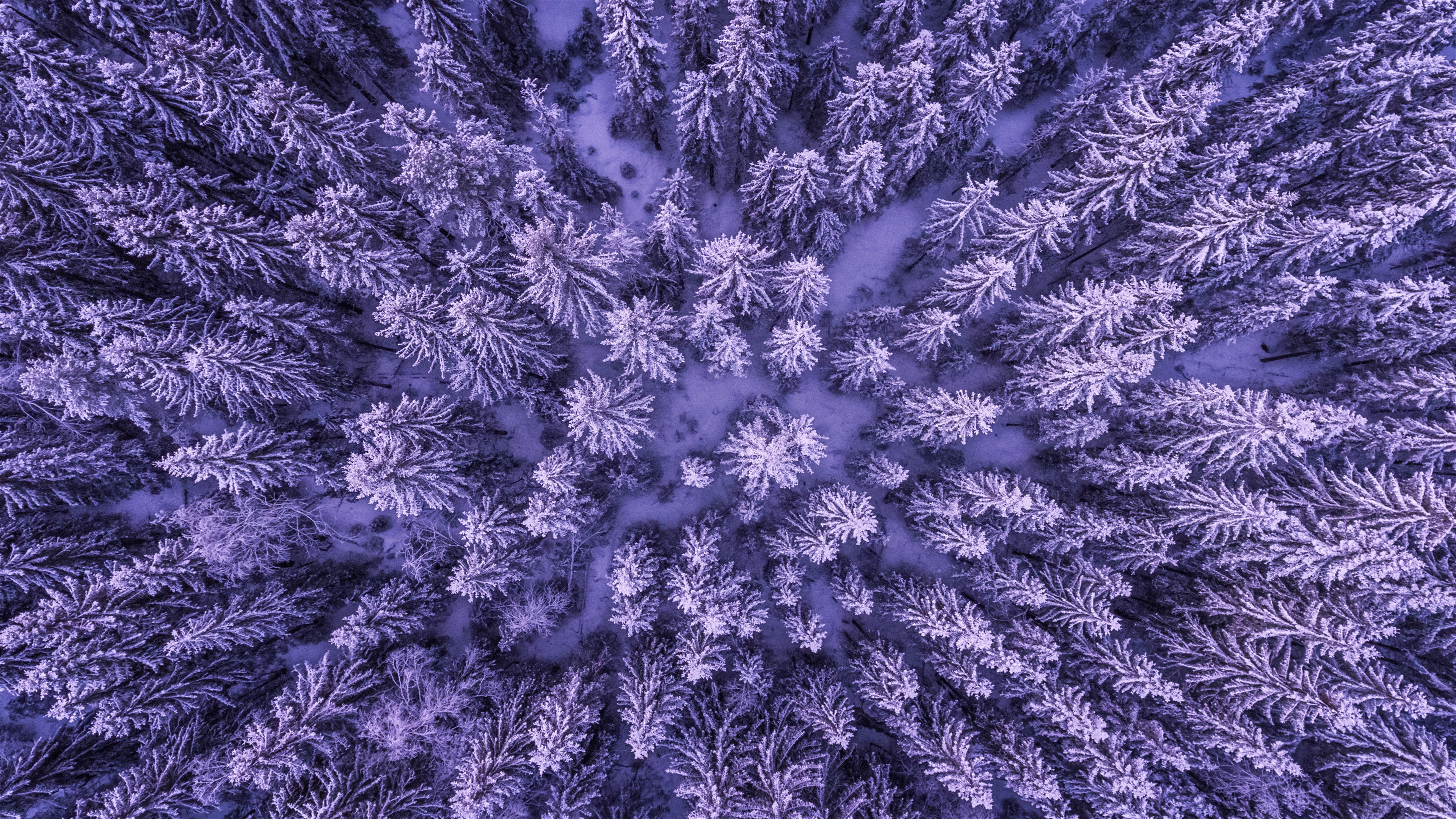 Aerial view of a snowy forest HD Wallpaper