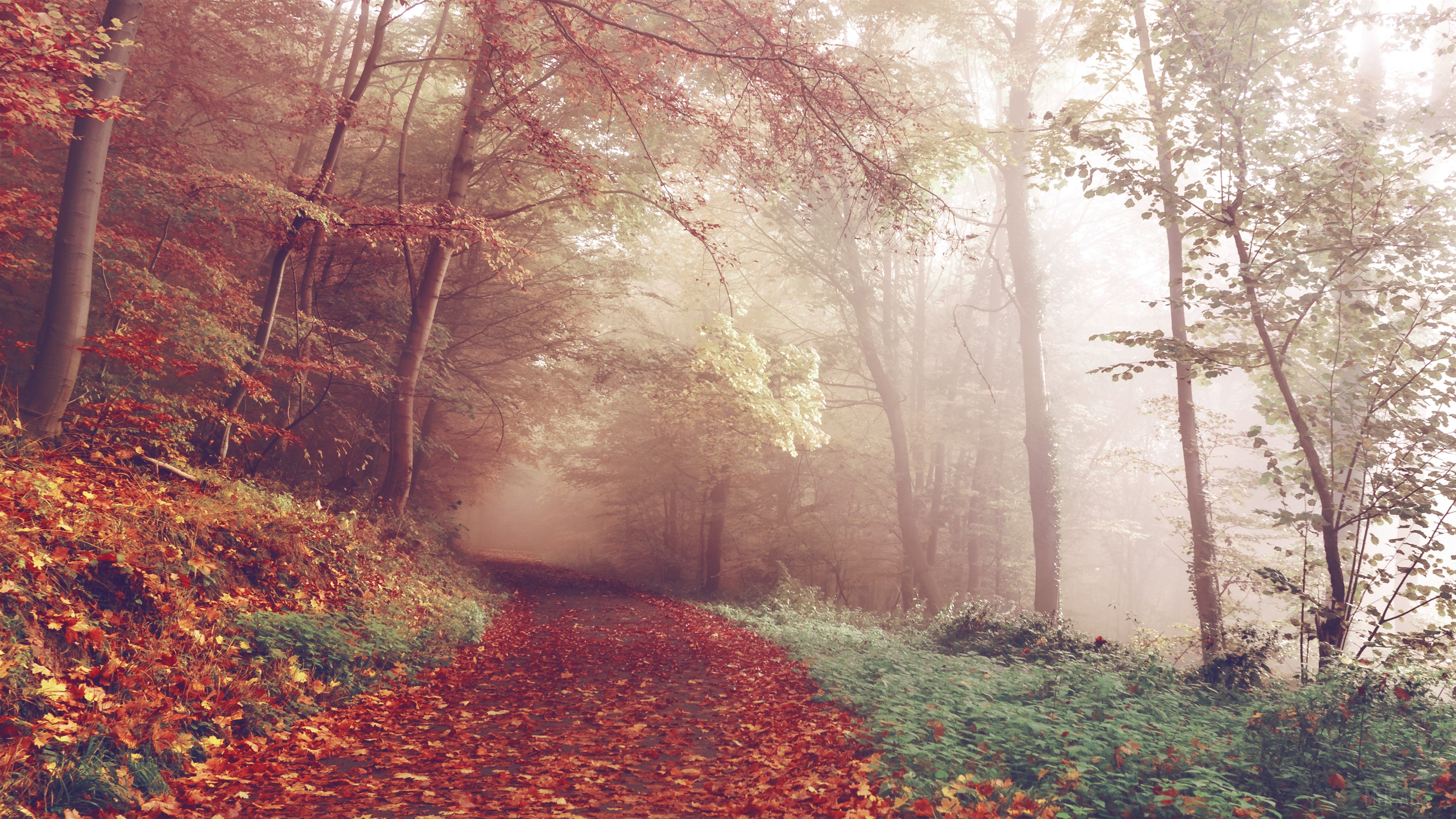 Autumn path covered in fallen leaves HD Wallpaper