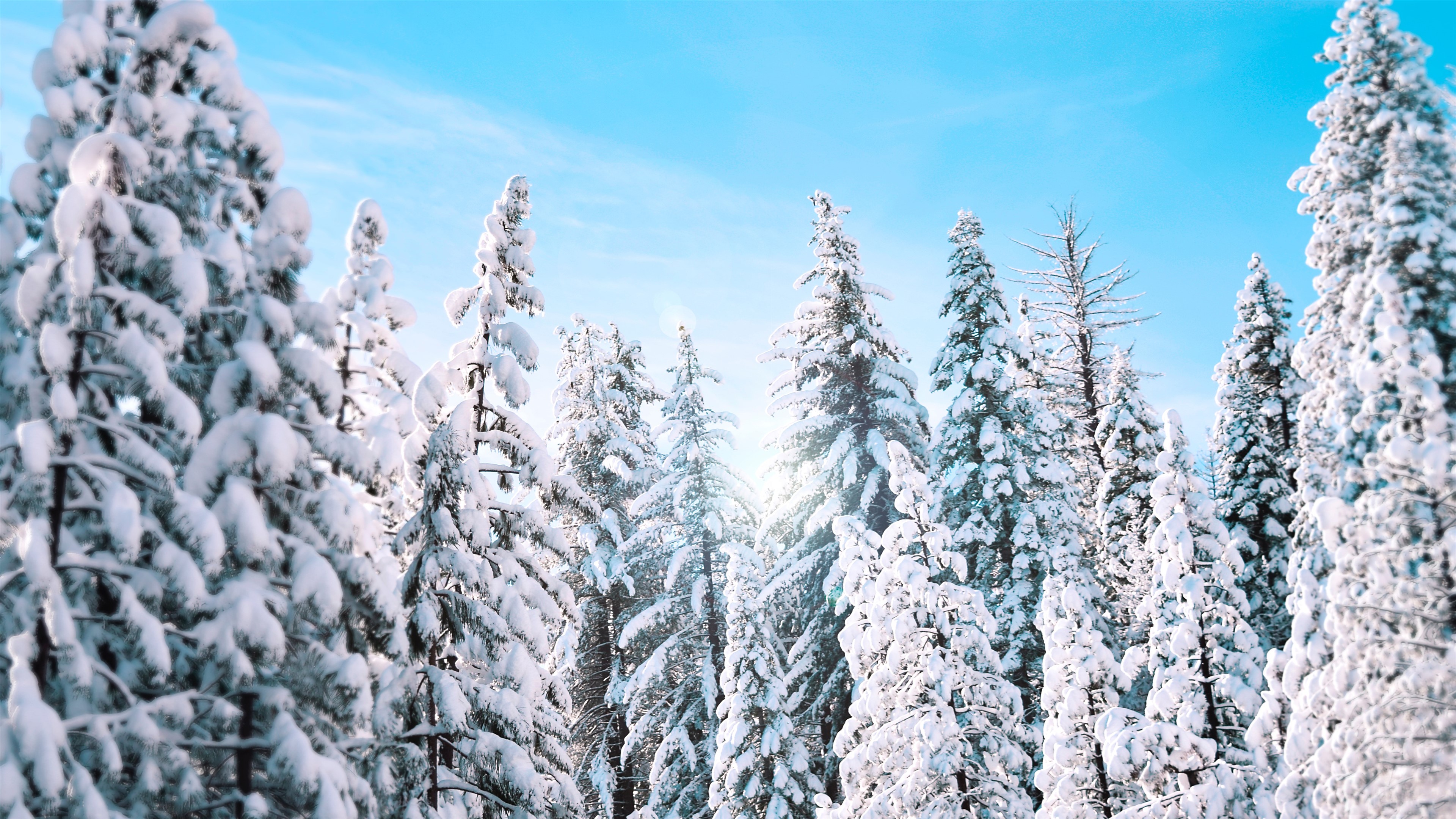 Sunny Winter Pine Trees HD Wallpaper