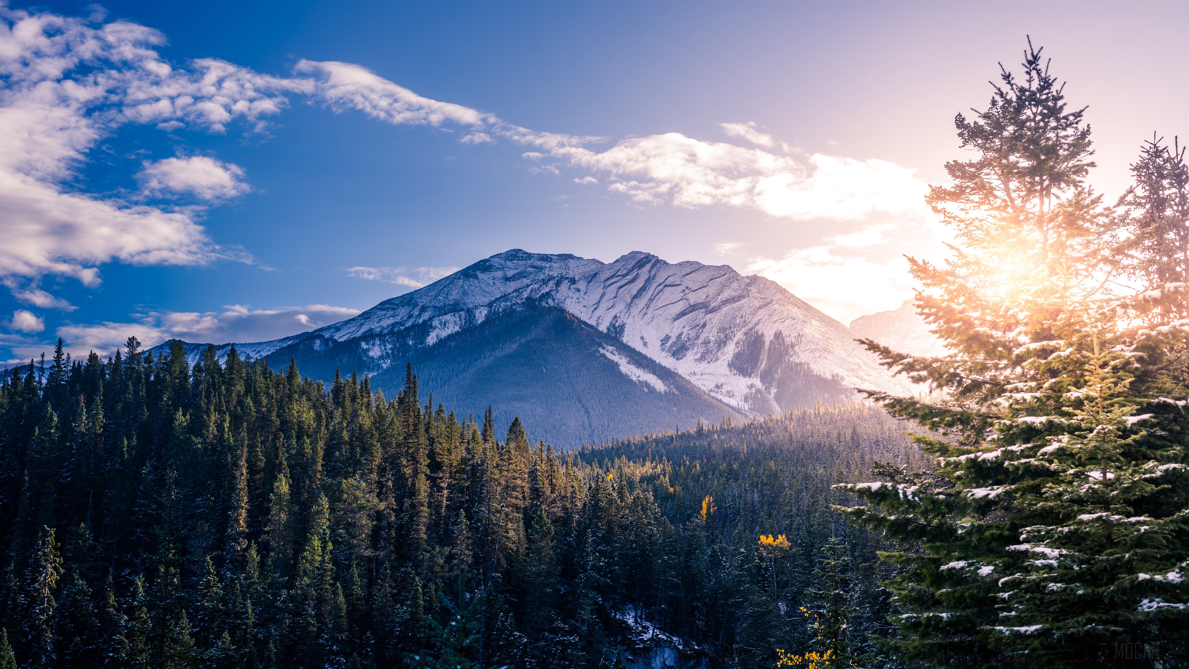 Snow-capped mountain and pine forest in Banff National Park 4K HD Wallpaper