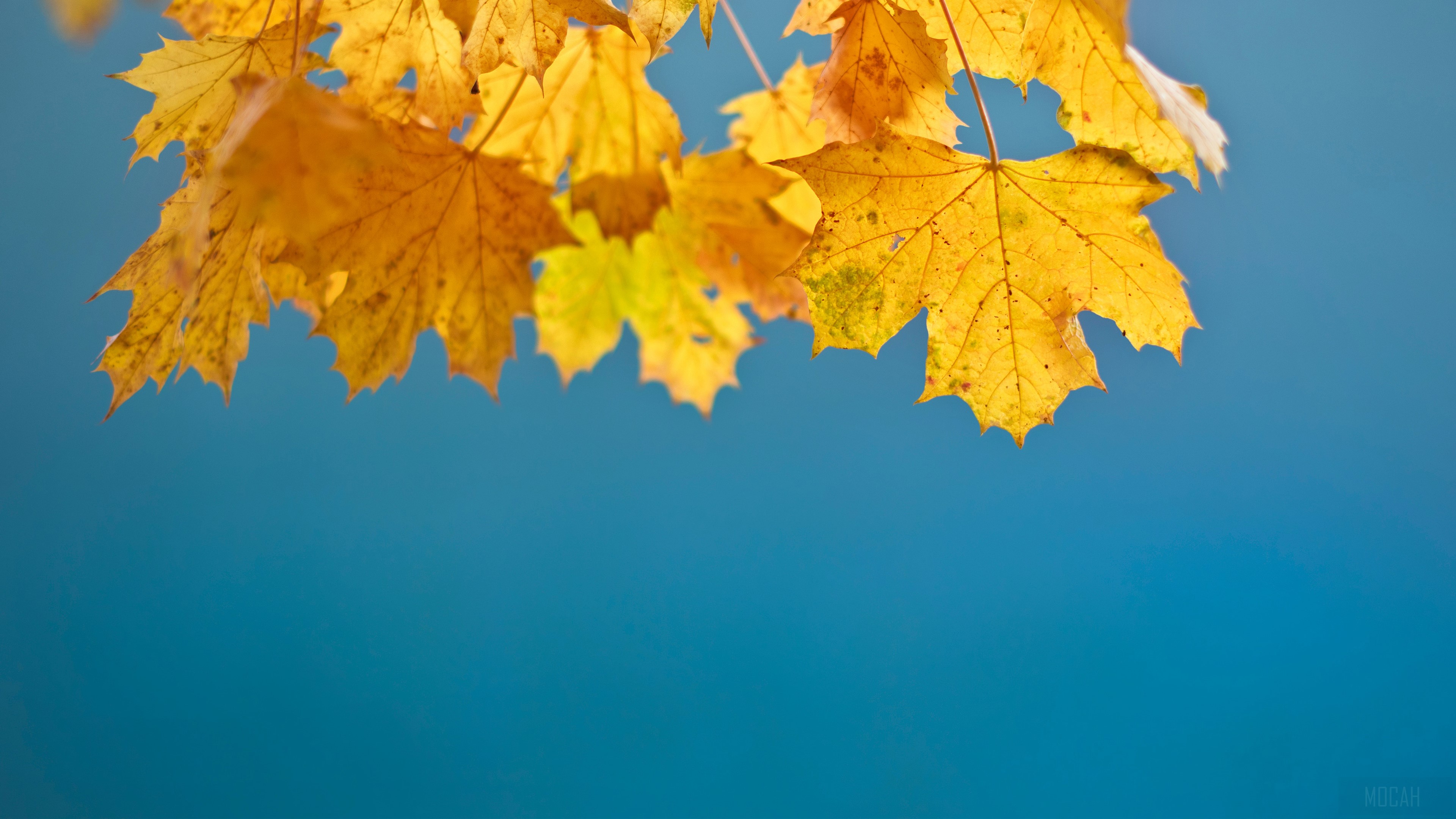 Autumn Leaves HD Wallpaper