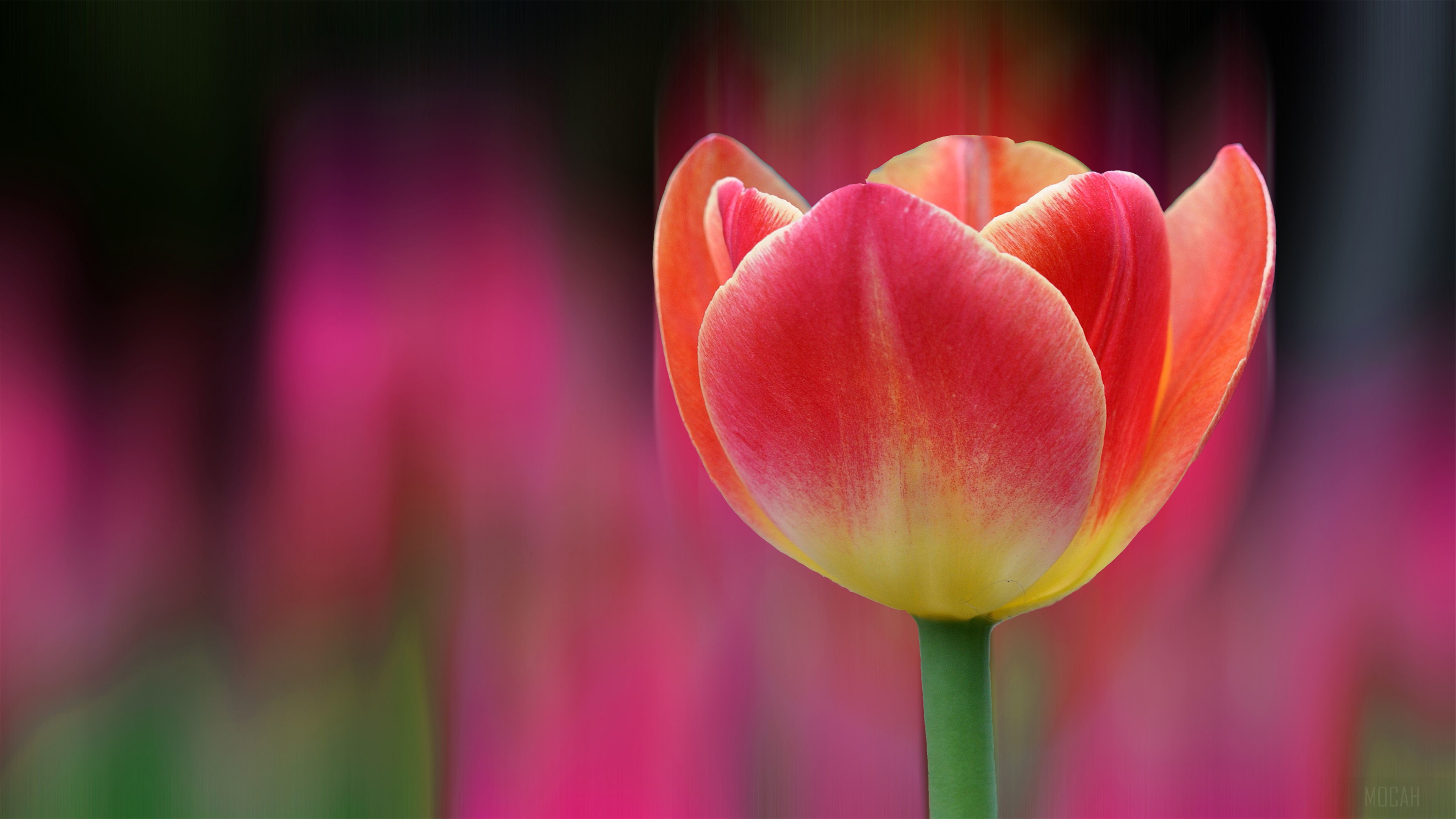 Red and yellow tulip with bokeh background HD Wallpaper