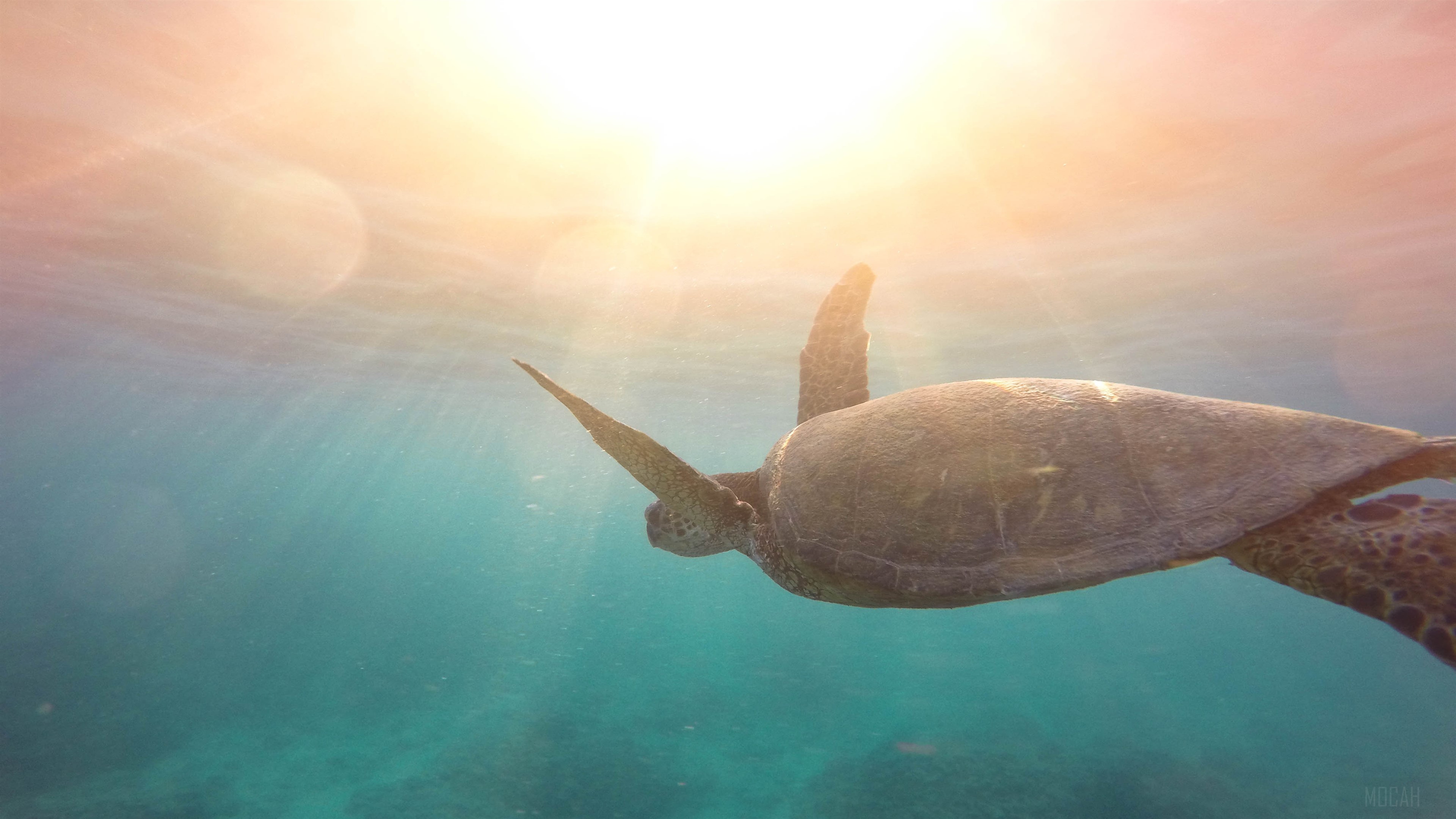 Sea Turtle Swimming Underwater in Sunlight 4K HD Wallpaper