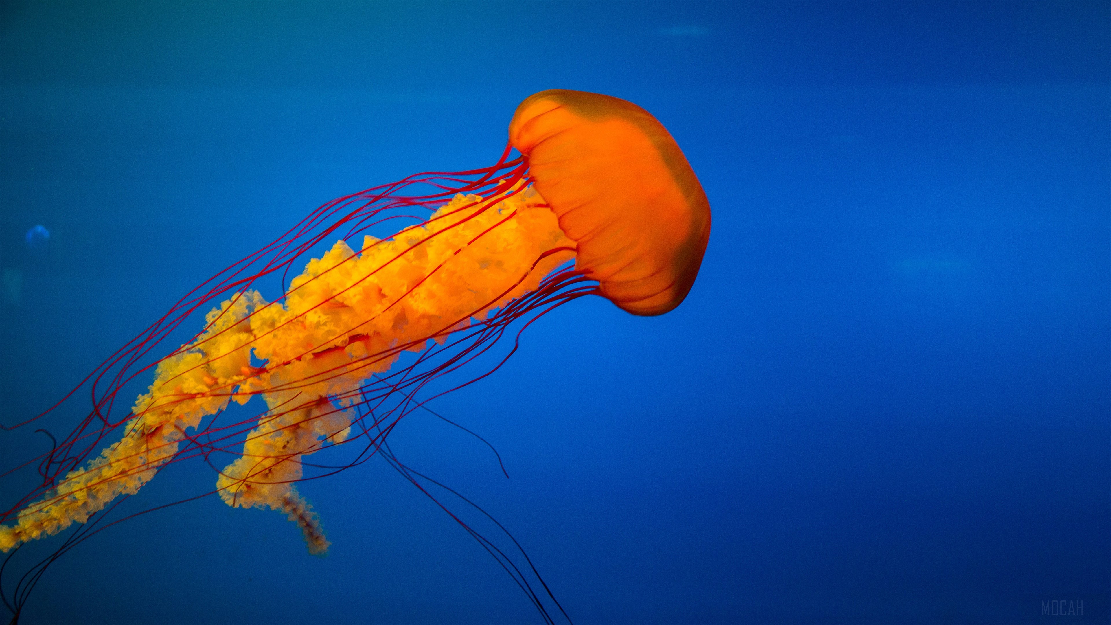Orange Jellyfish with Red Tentacles in Blue Water 4K HD Wallpaper