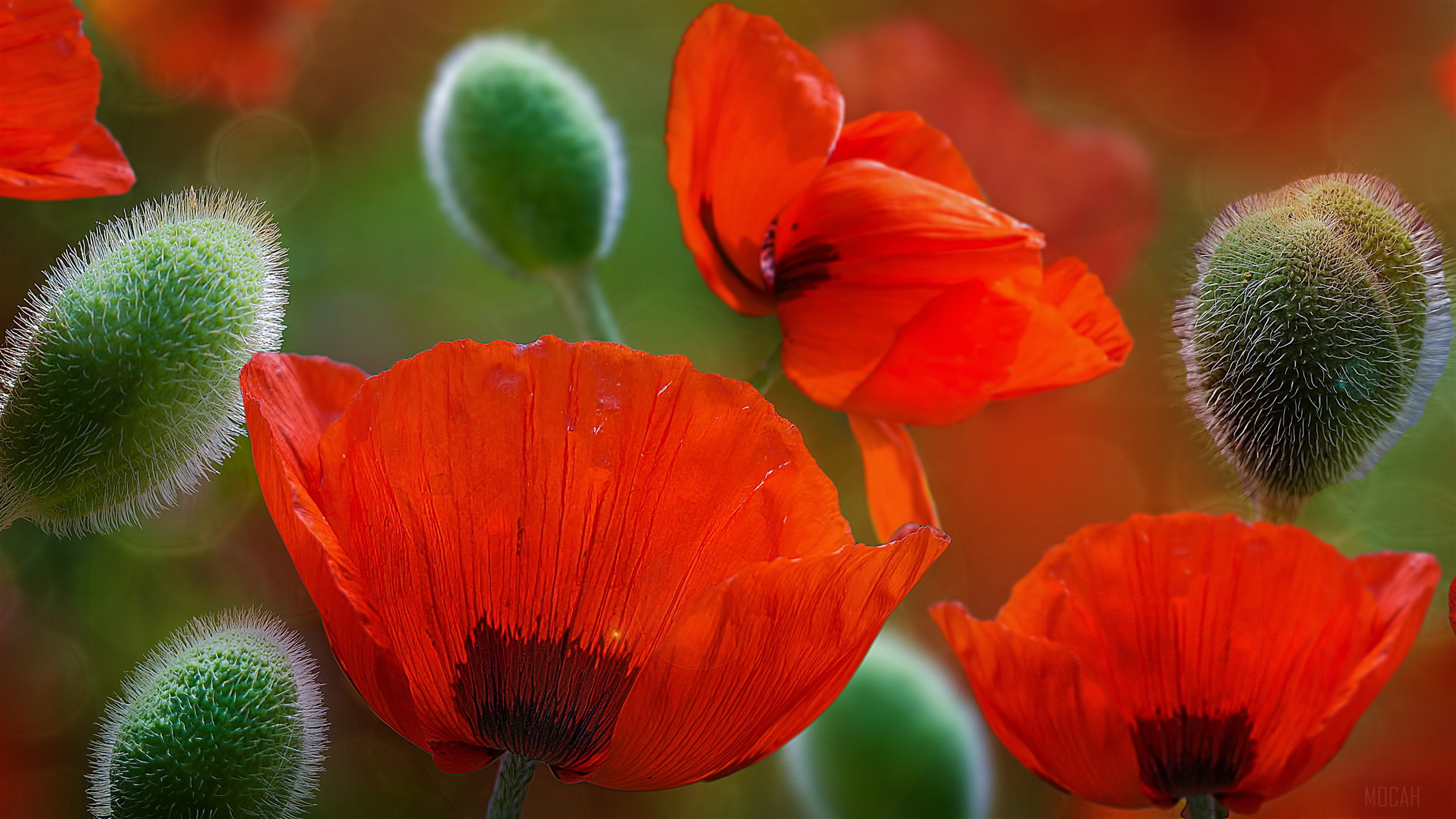 Beautiful Poppy Flowers HD Wallpaper
