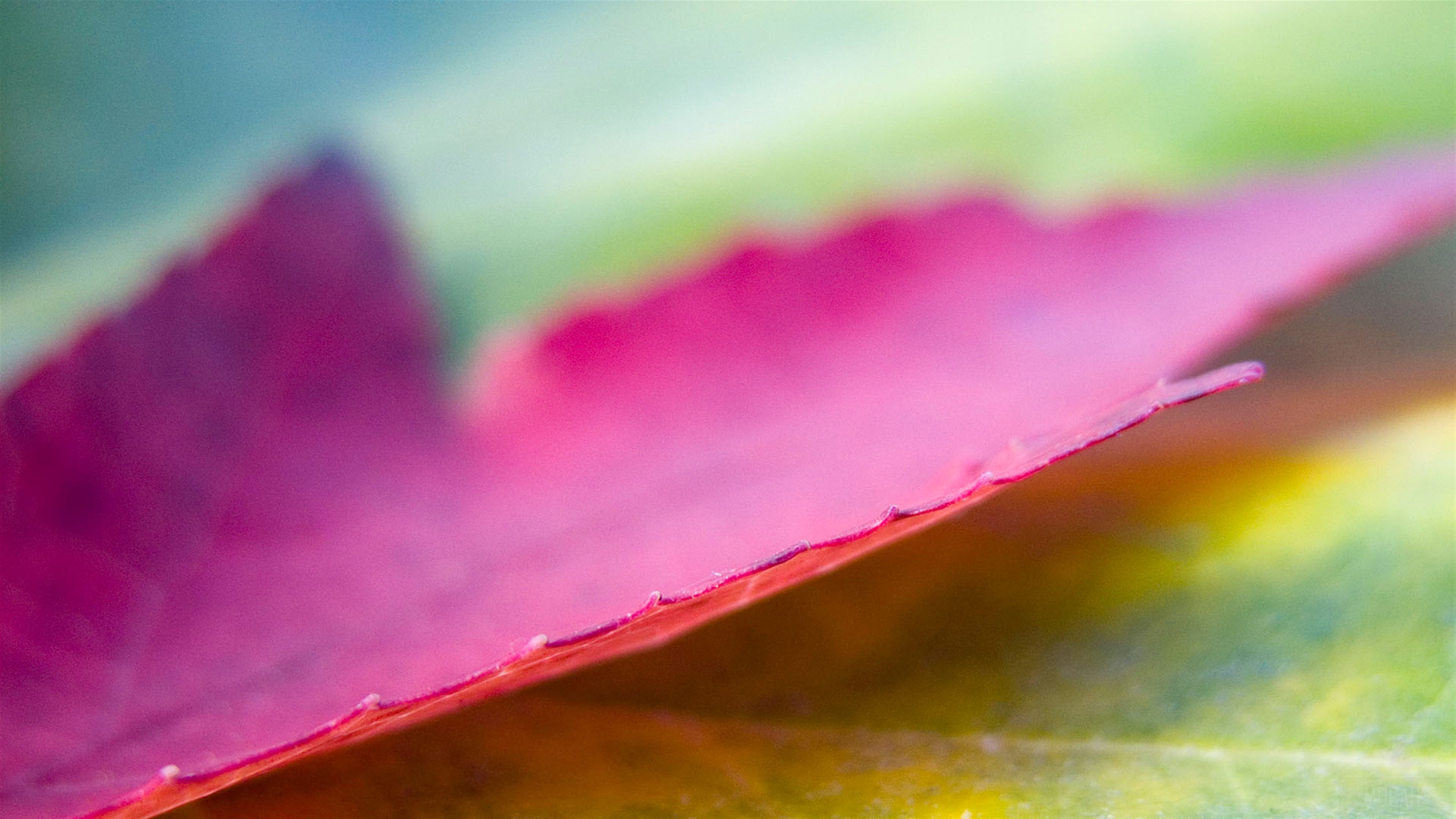 Close-up of a pink maple leaf HD Wallpaper