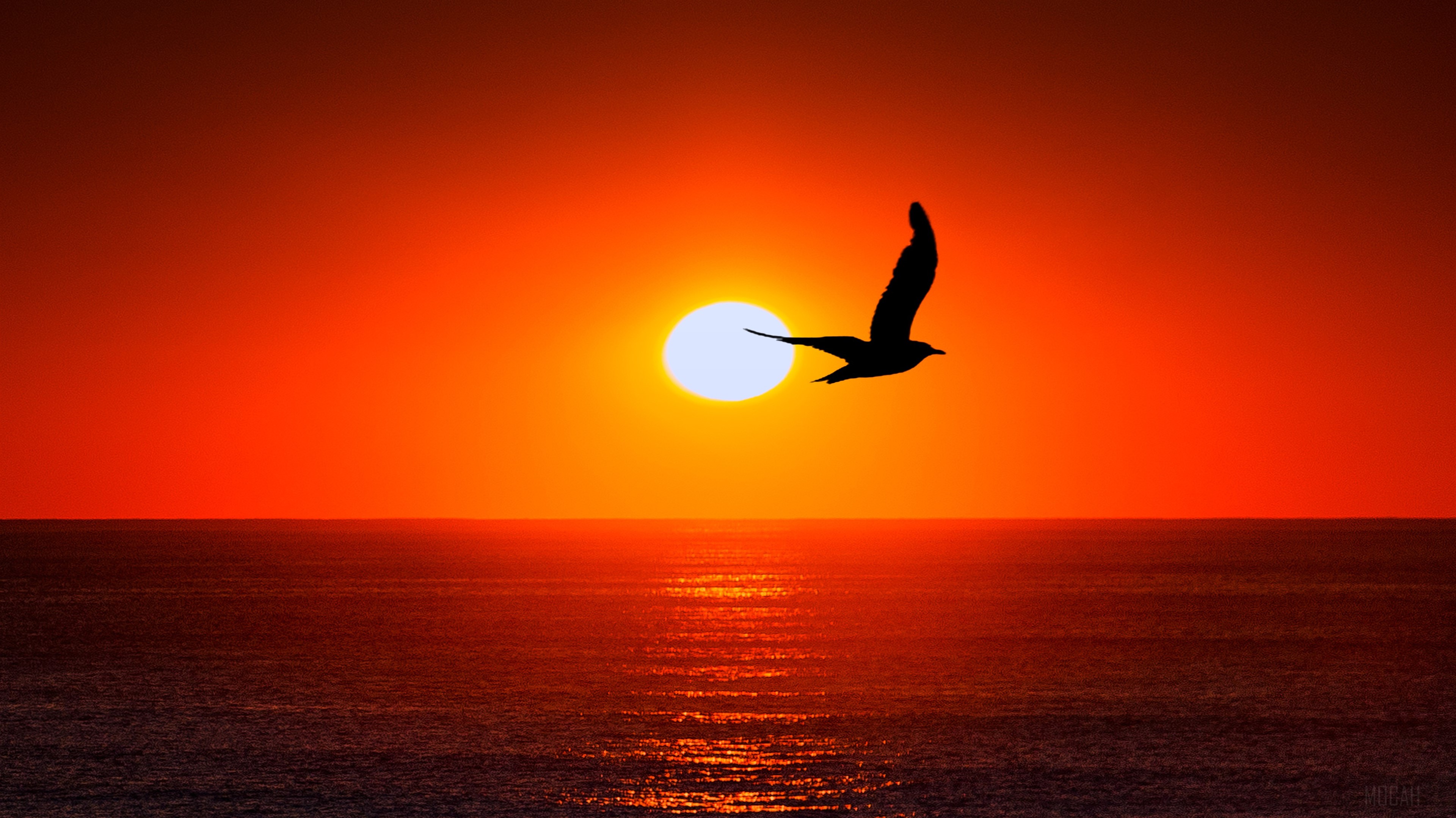 Sunset Silhouette of Bird Over Sea 4K HD Wallpaper