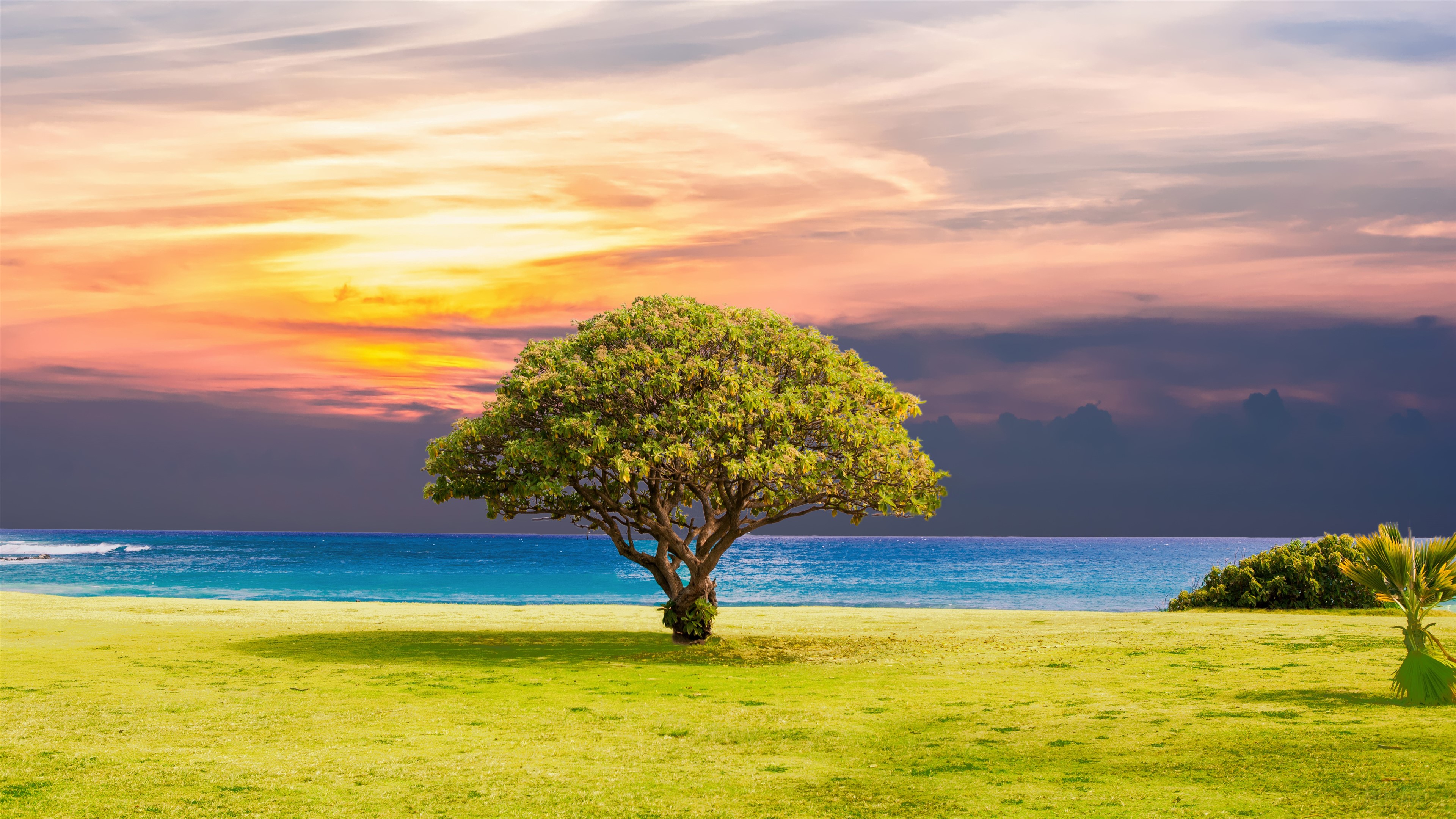 Tree on a grassy field by the ocean at sunset 4K HD Wallpaper