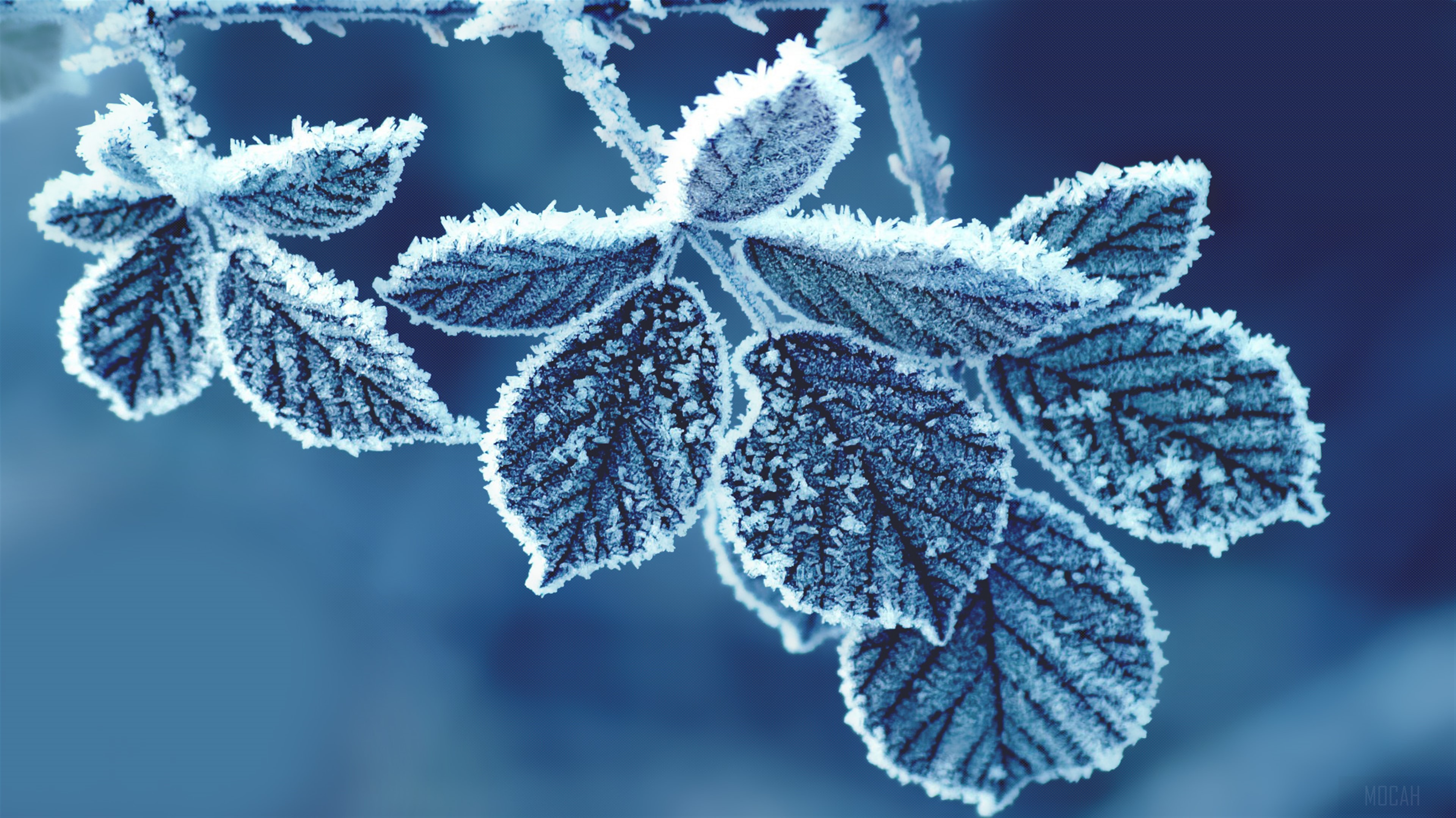 Frost covered leaves on a branch HD Wallpaper