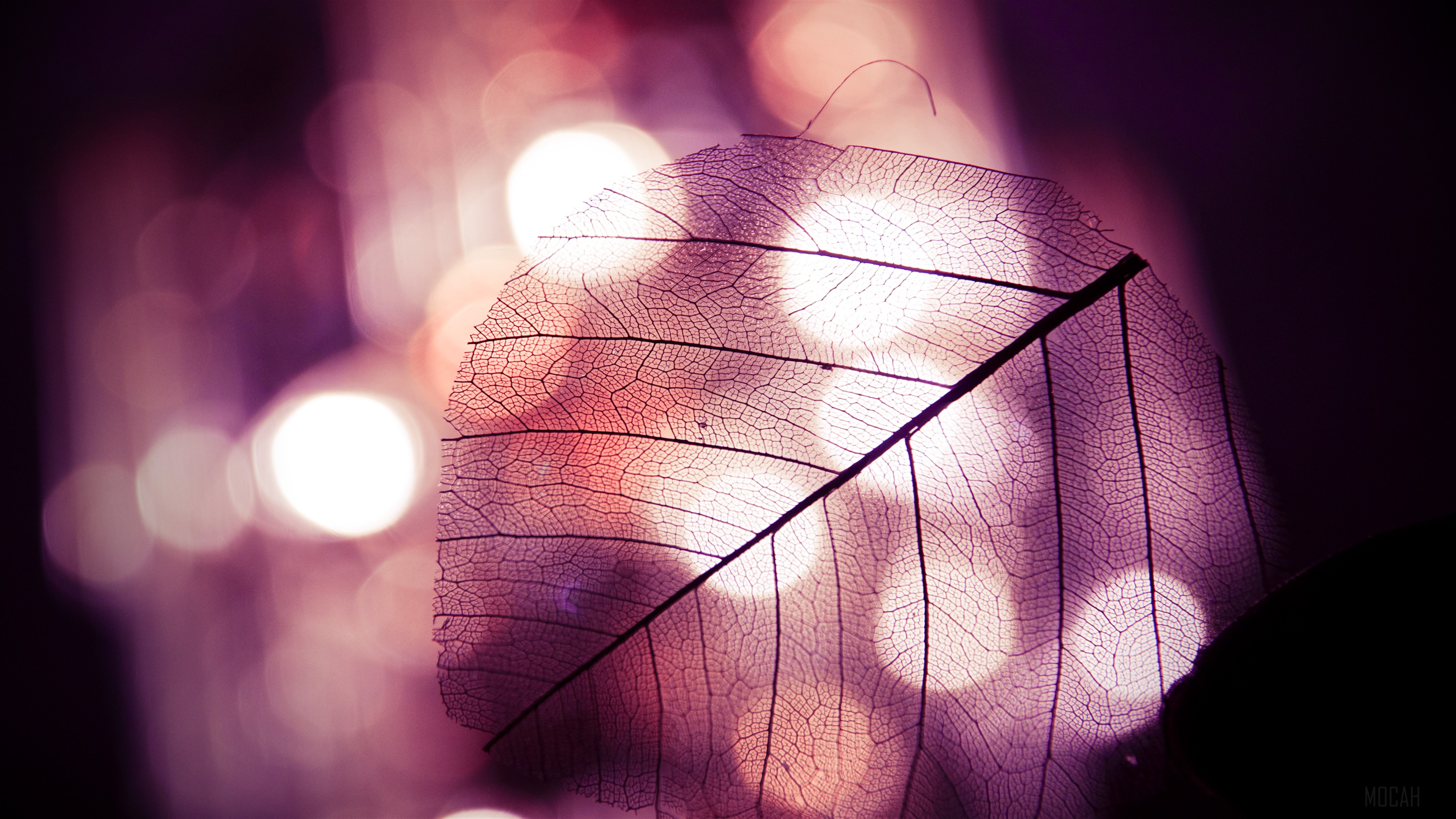 Skeletonized leaf with bokeh background 4K HD Wallpaper