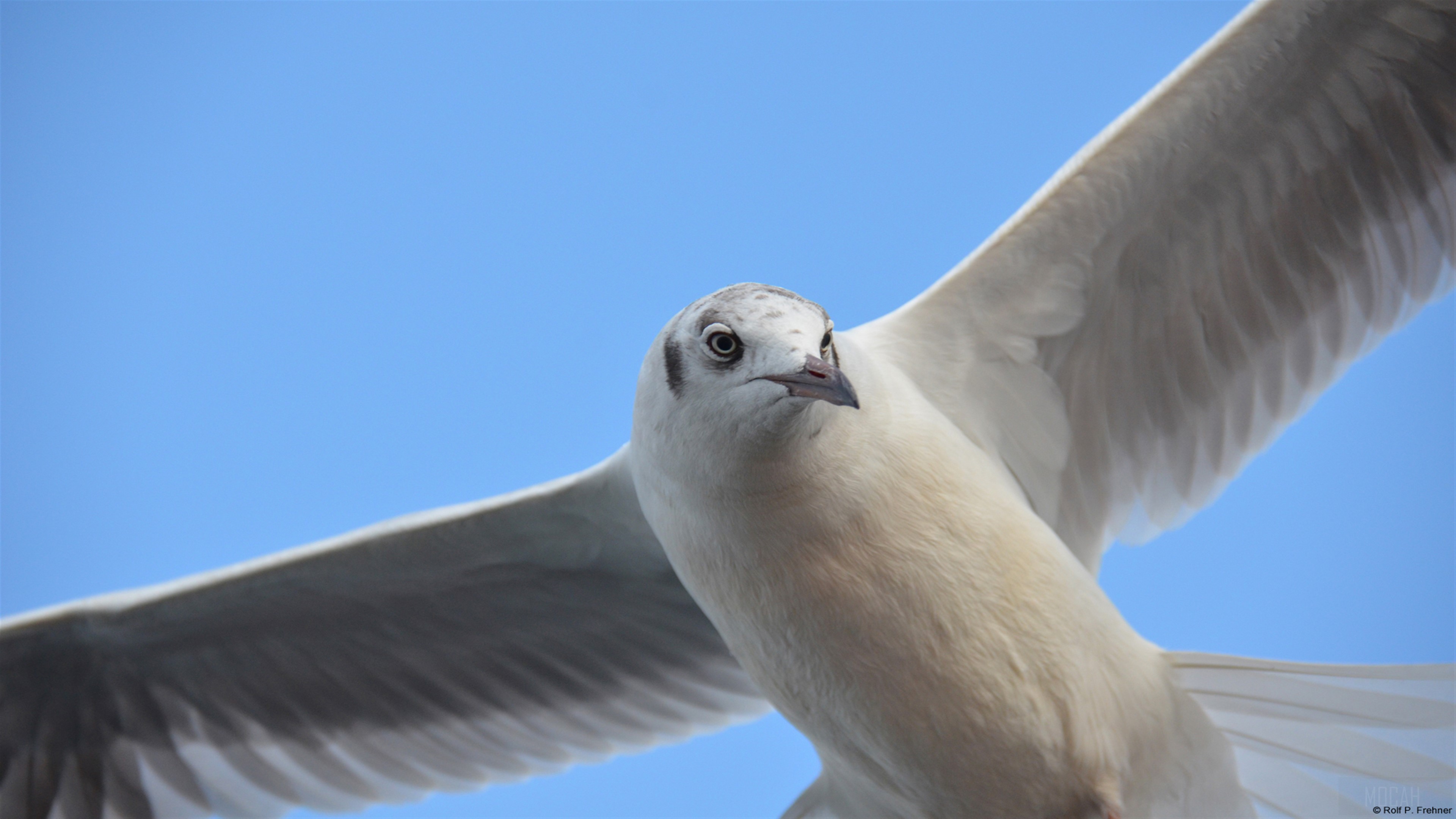 Seagull in flight against blue sky 4K HD Wallpaper