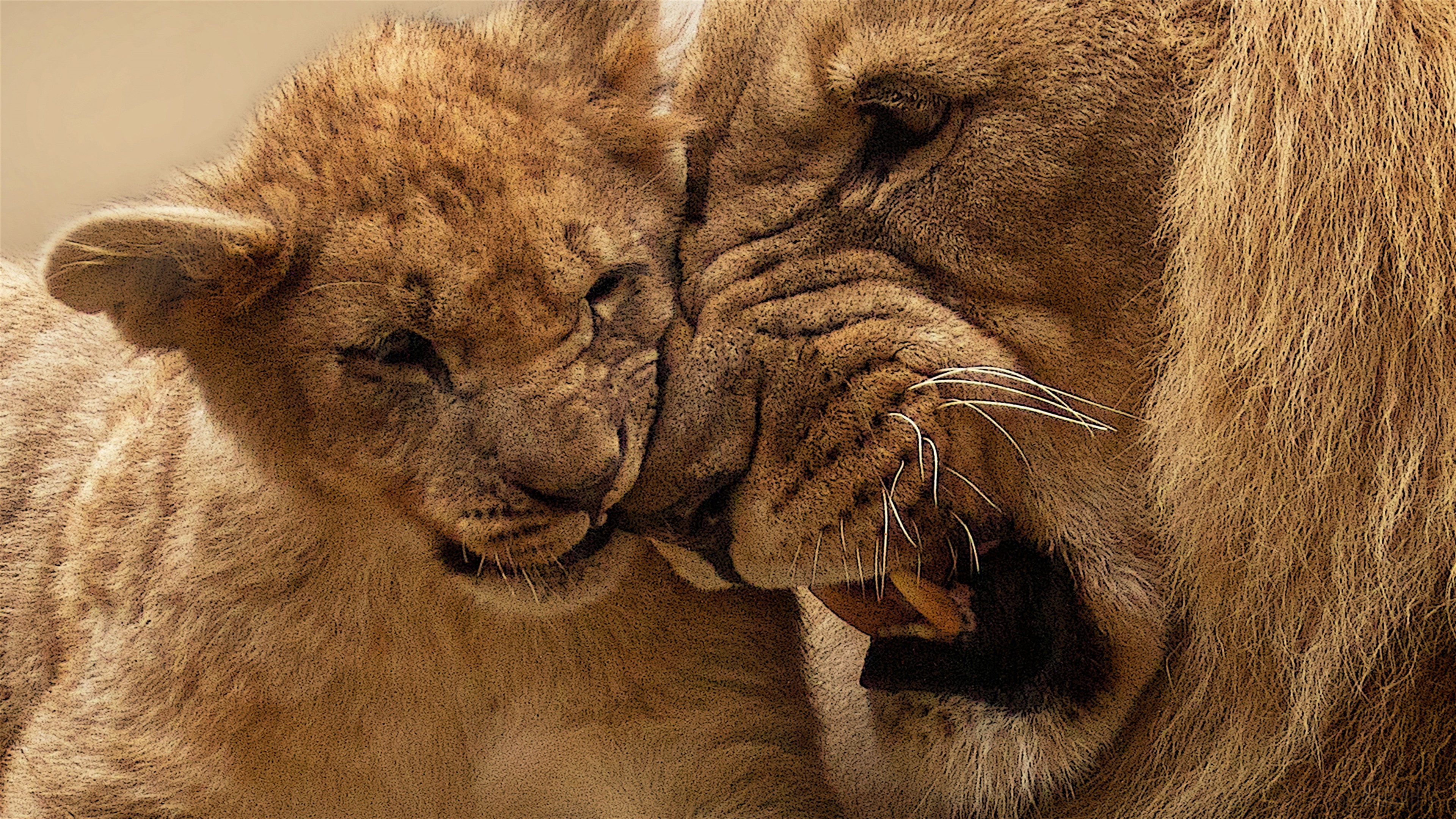 Lion Mother and Cub 4K HD Wallpaper