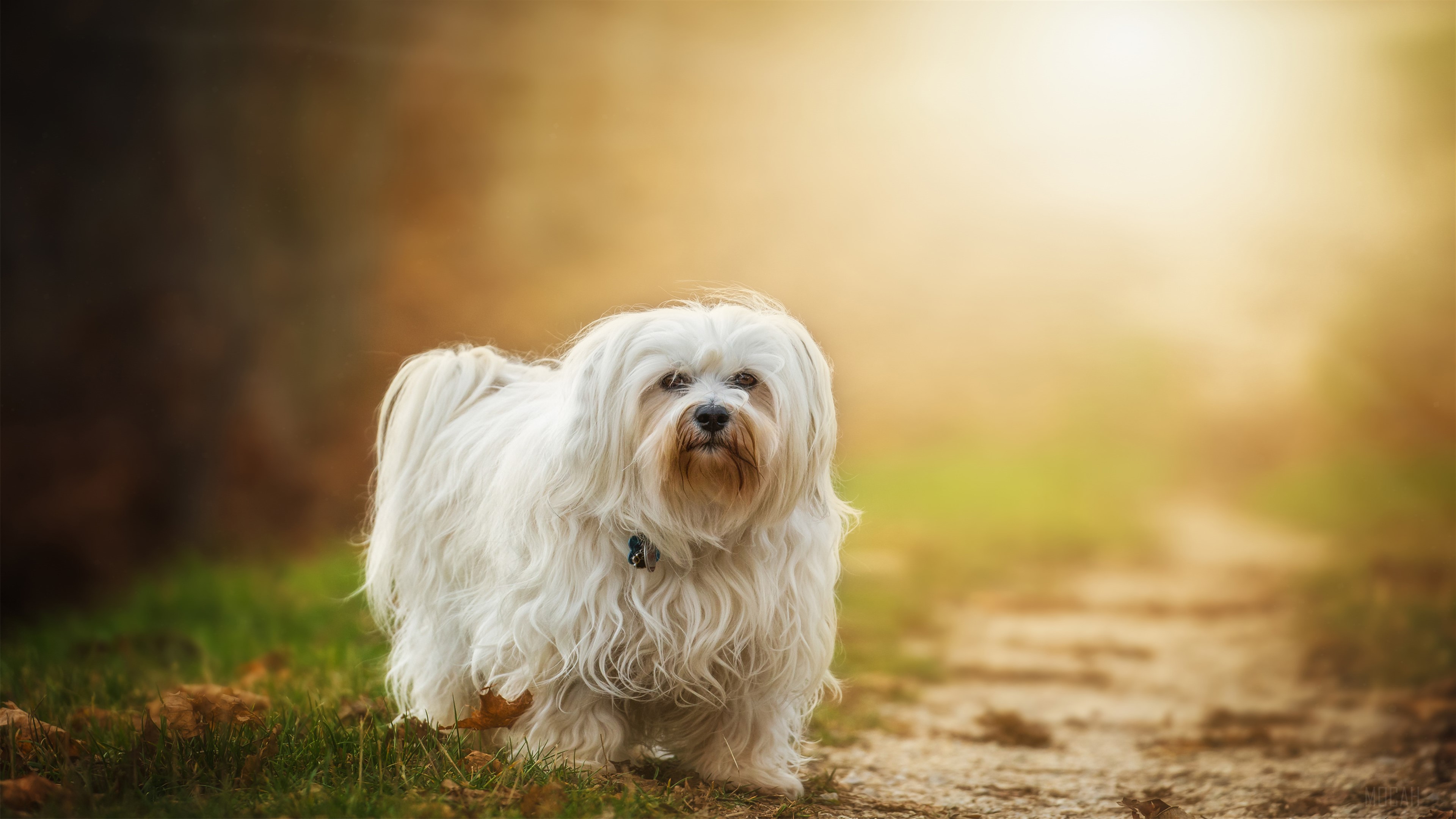 Havanese Dog HD Wallpaper