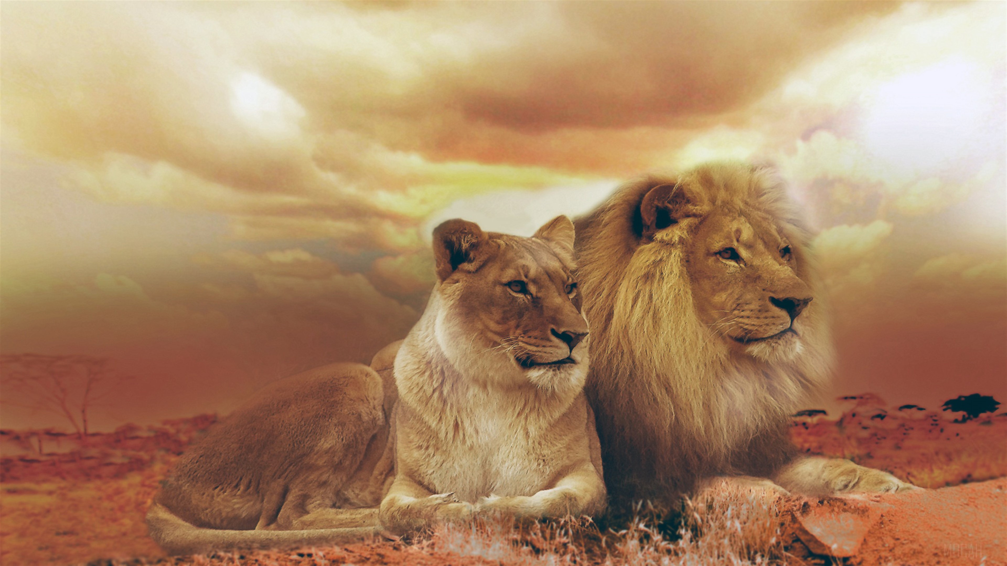 Male and Female Lions in Savannah Landscape 4K HD Wallpaper