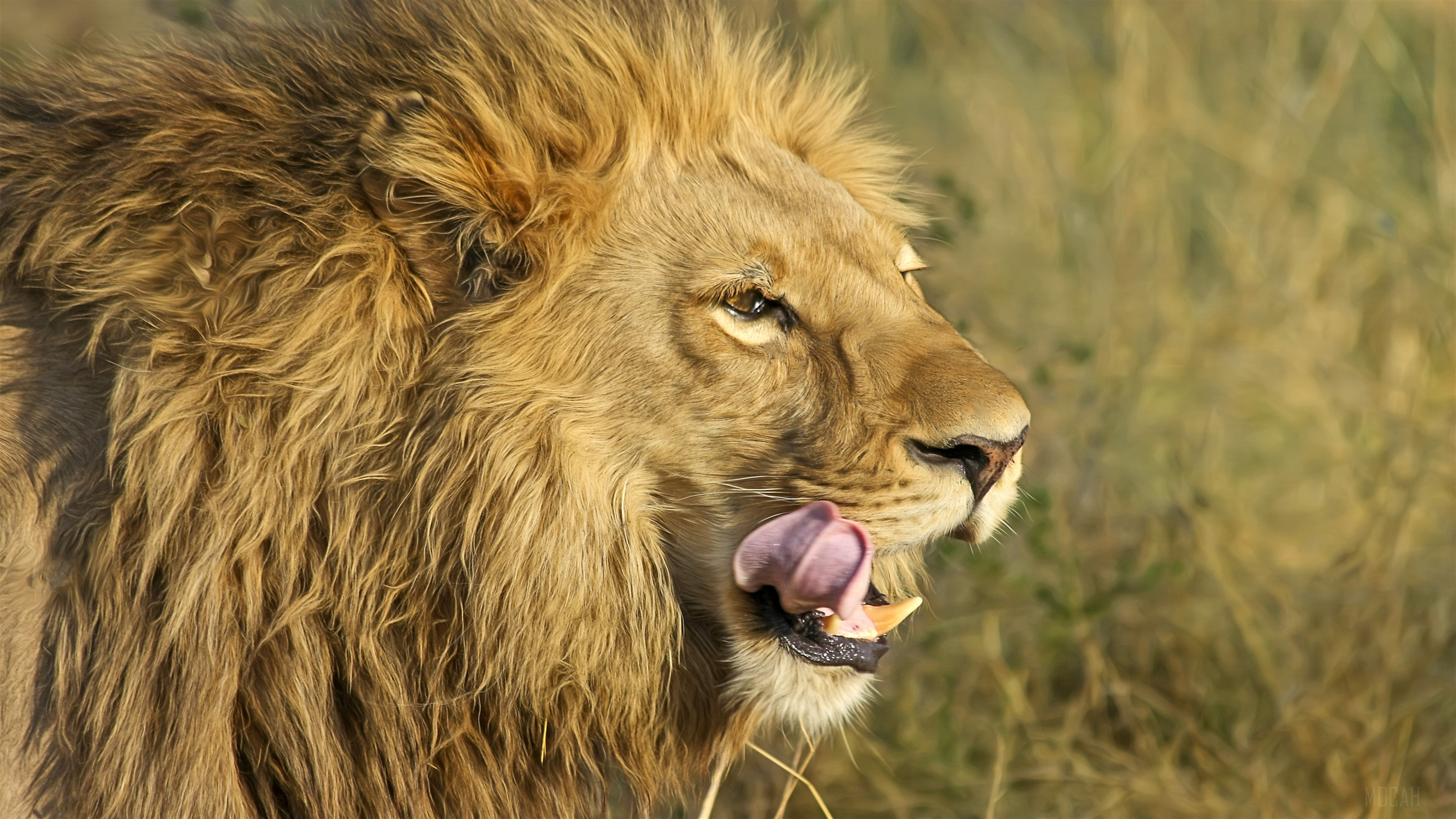 South African Lion licking its lips 4K HD Wallpaper
