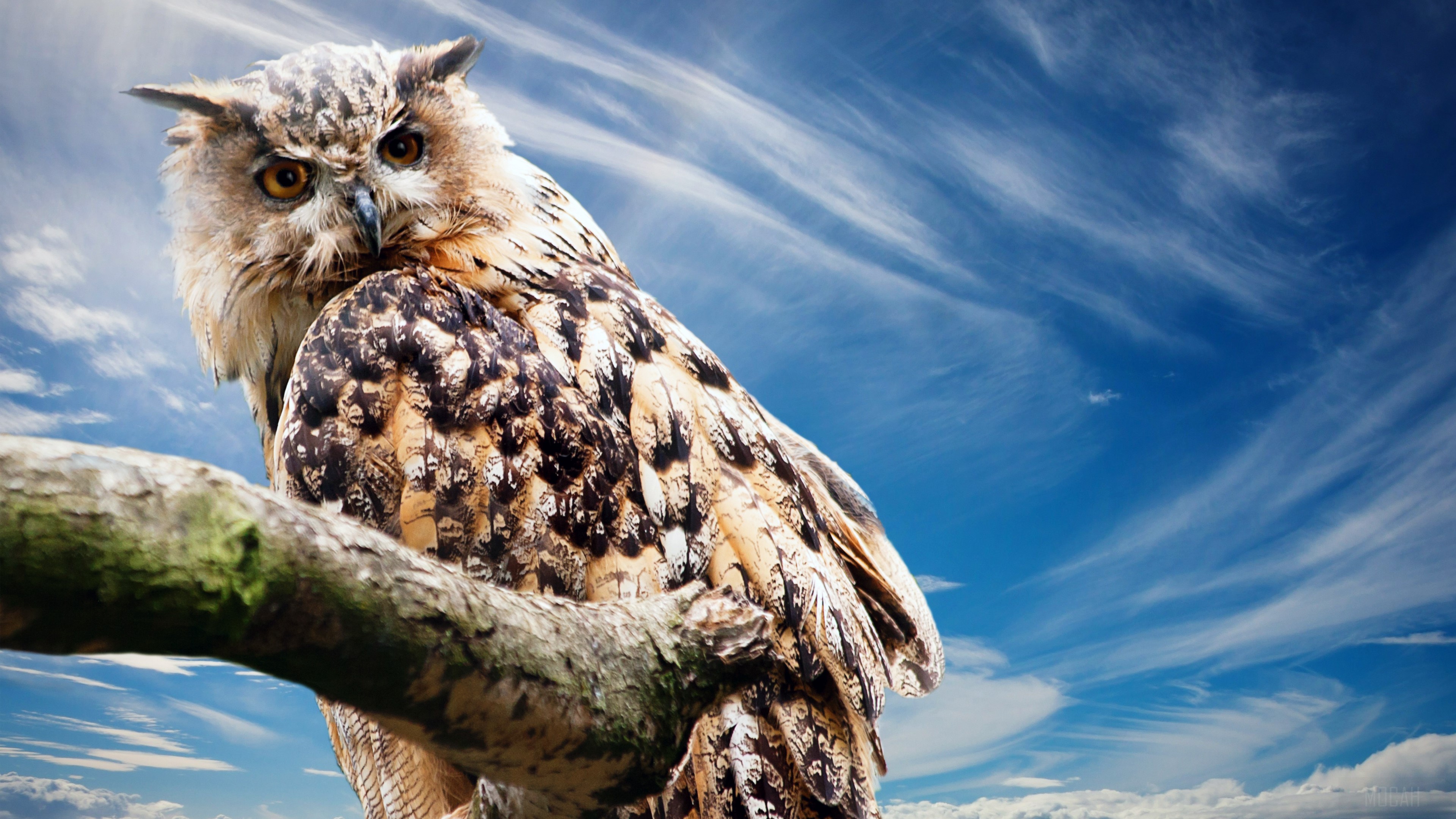 Eurasian Eagle-Owl on a branch 4K HD Wallpaper
