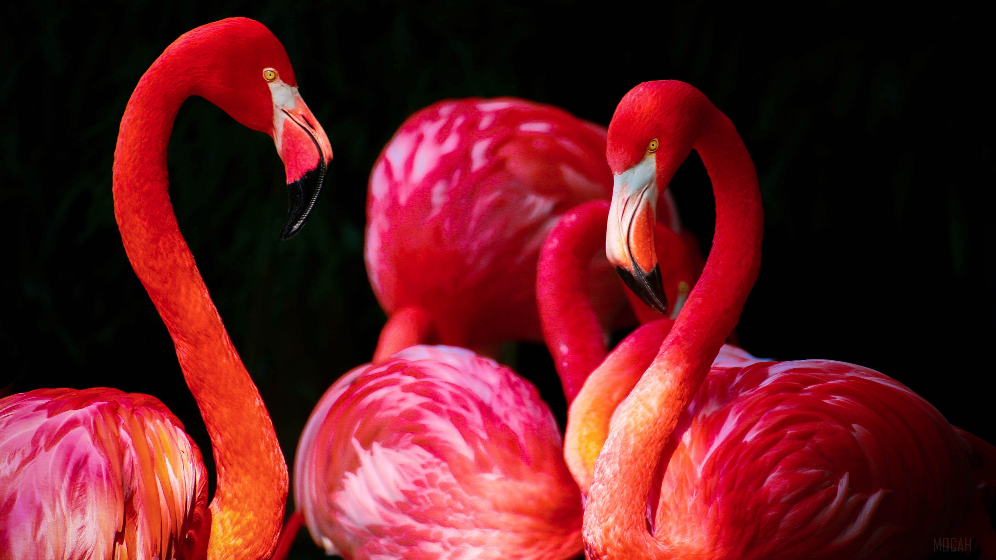 Four Flamingos in Close-up 4K HD Wallpaper