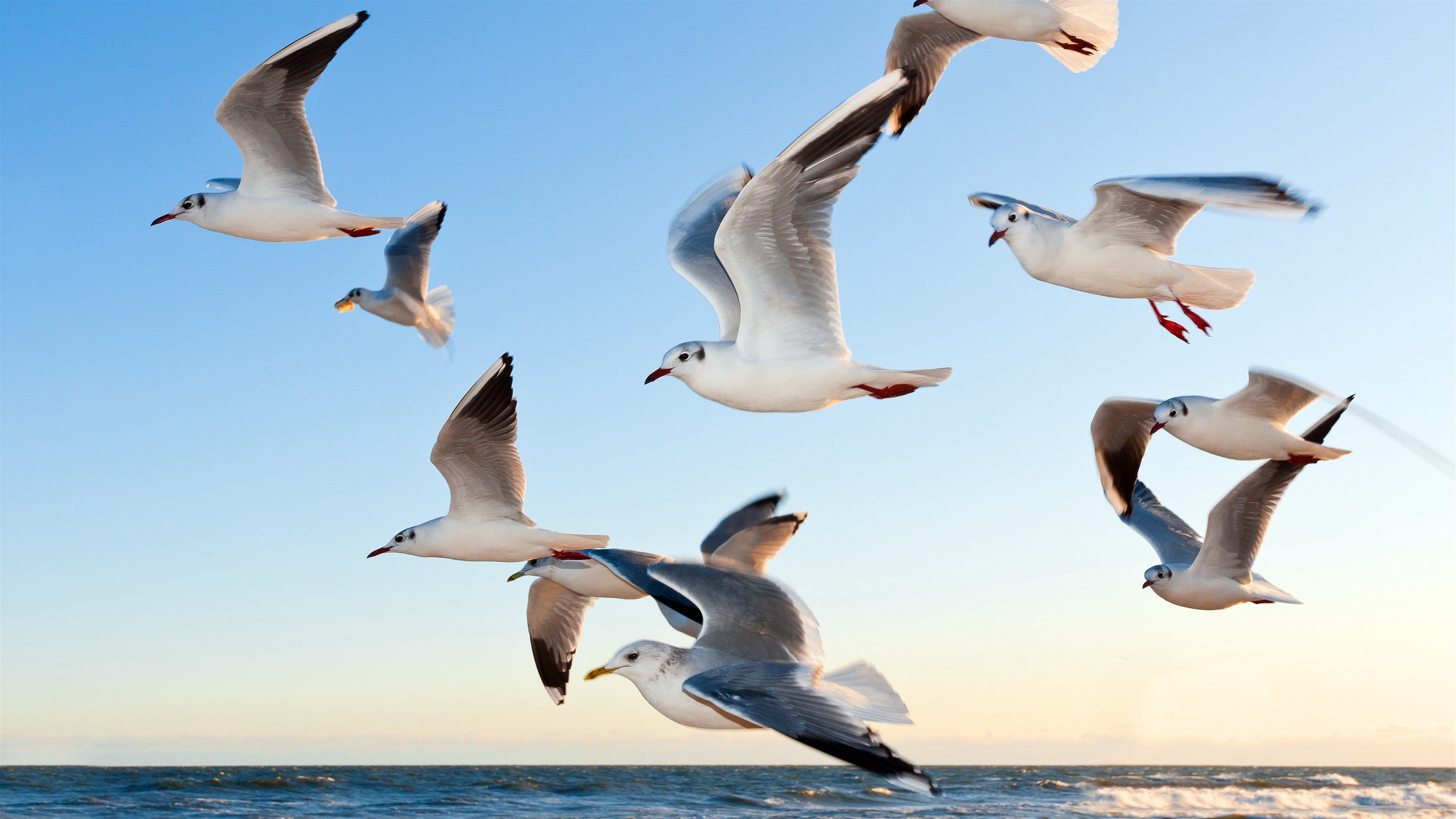 Seagulls flying over the ocean 4K HD Wallpaper