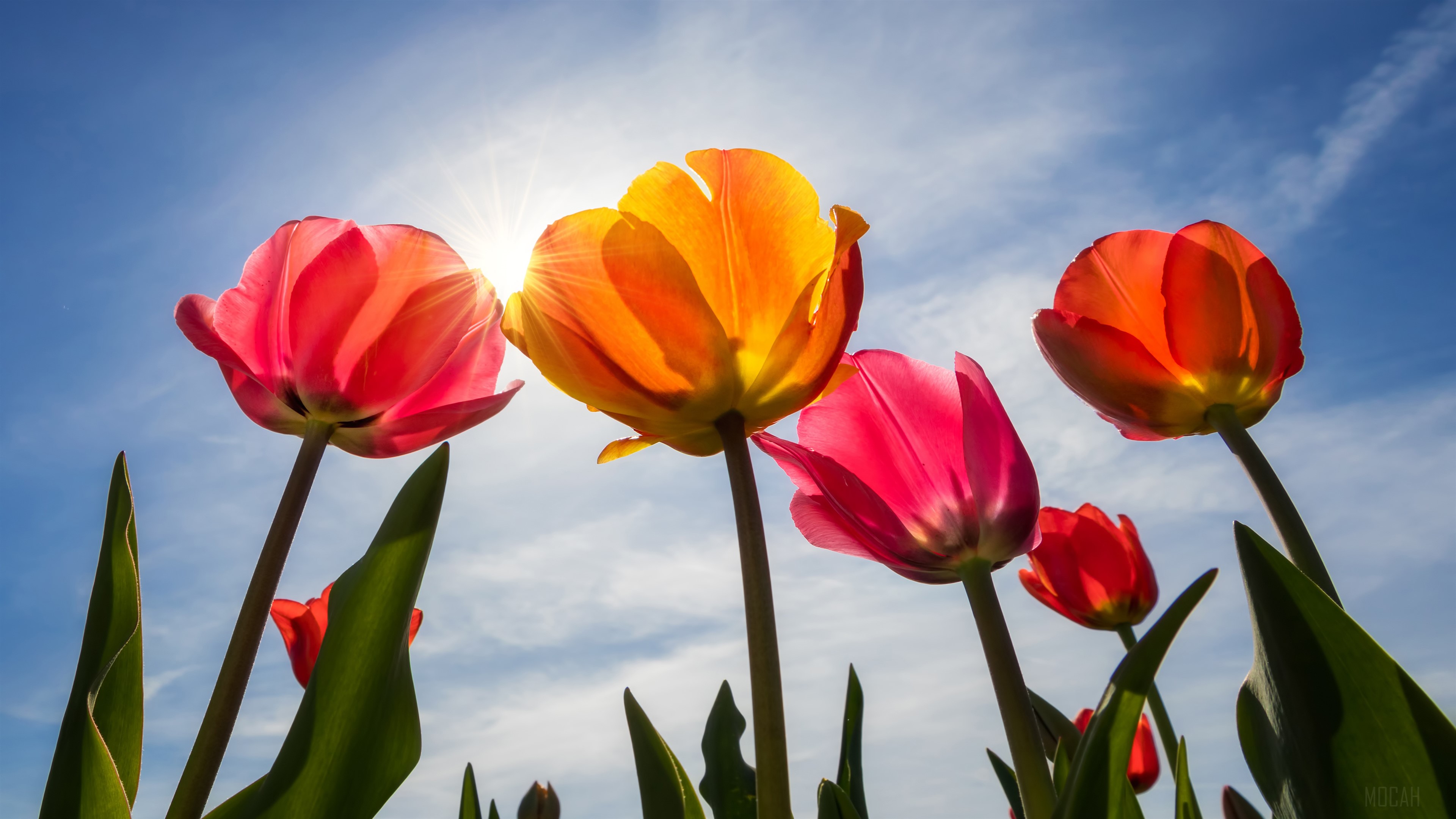 Tulips Blossom HD Wallpaper