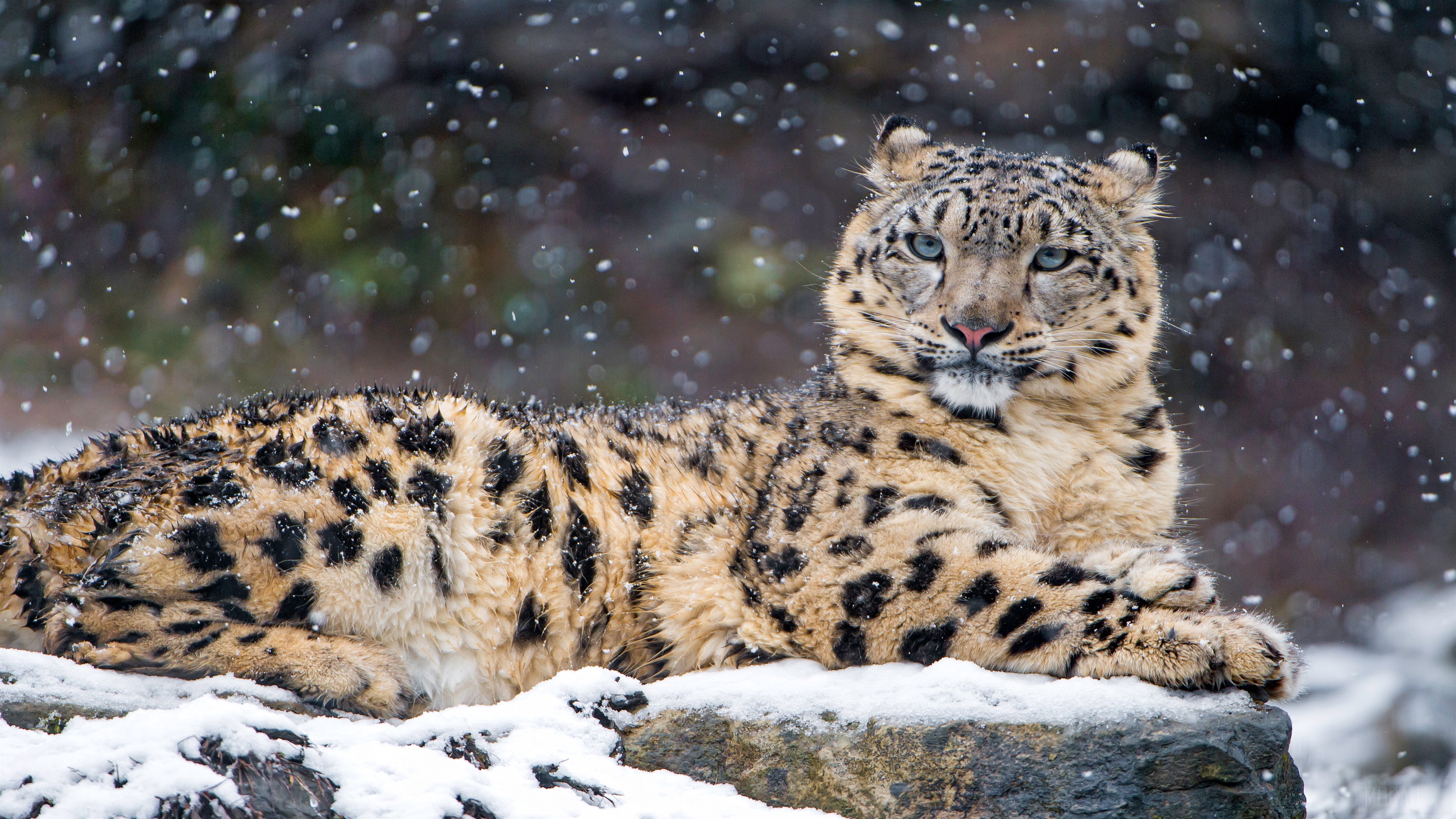 Snow Leopard in Snow 4K HD Wallpaper