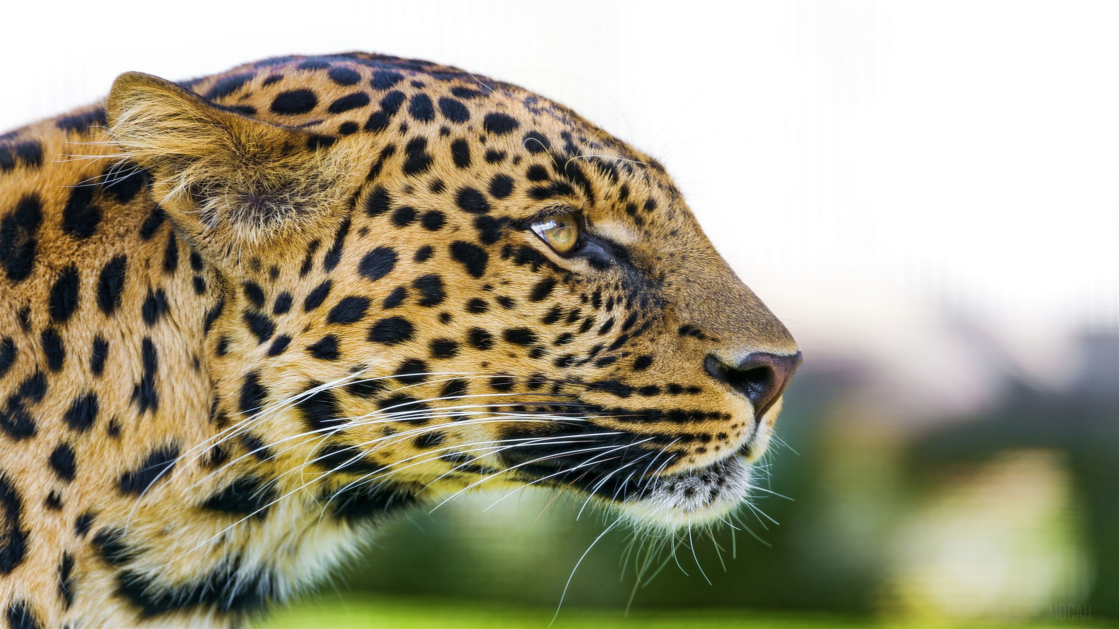 Leopard close-up profile 4K HD Wallpaper