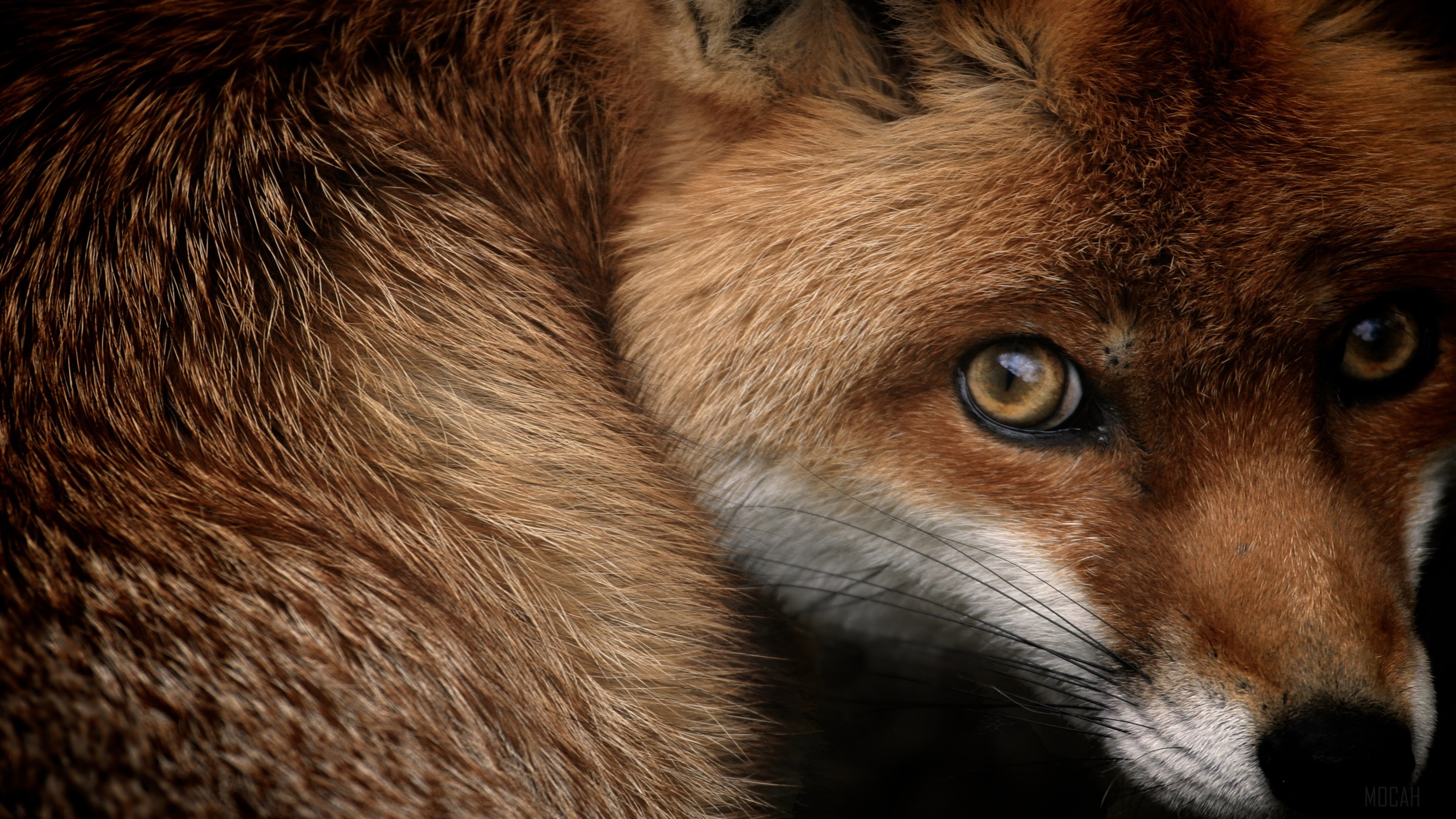 Close-up of a red fox's face HD Wallpaper