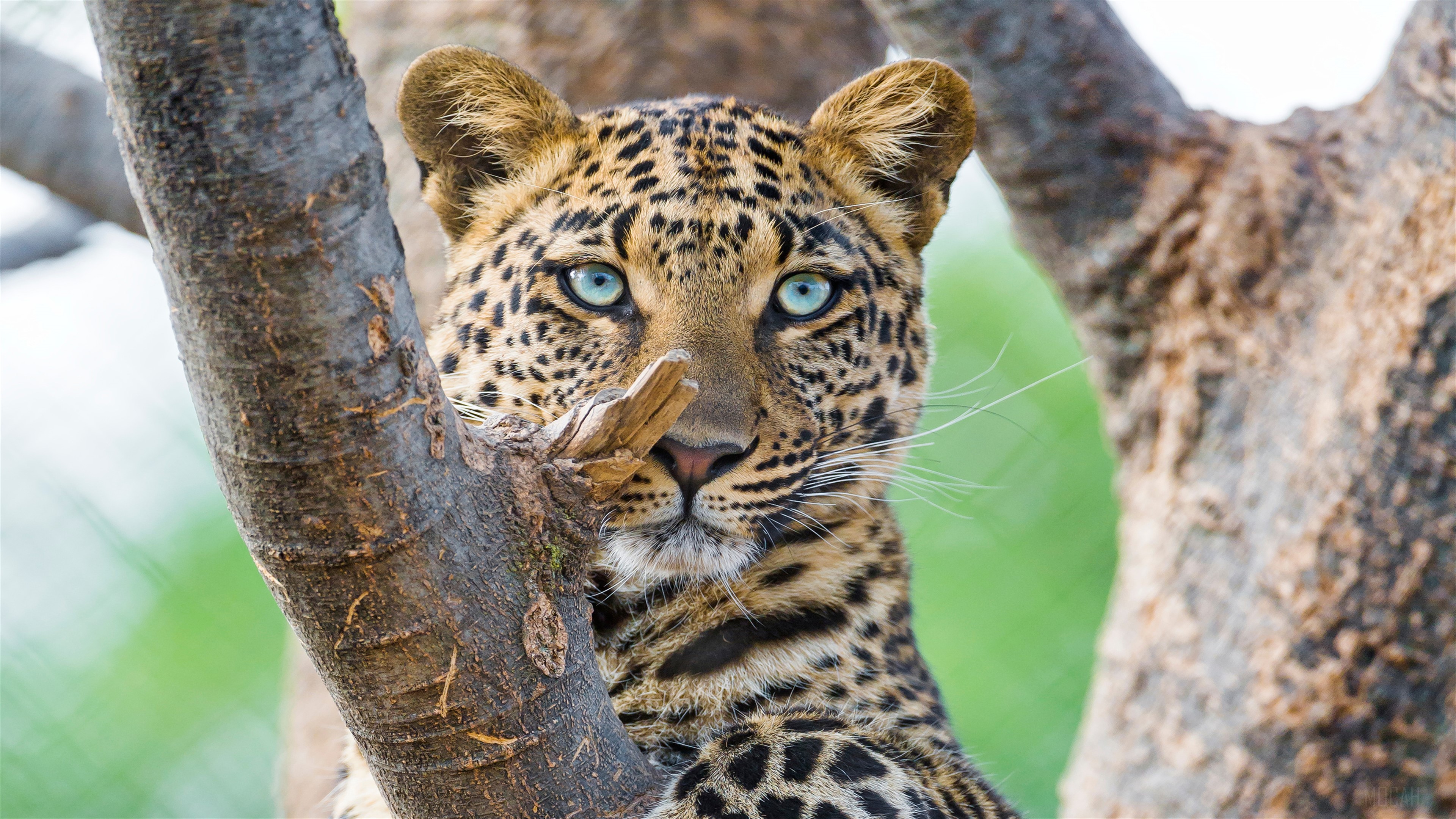 Beautiful Leopard HD Wallpaper