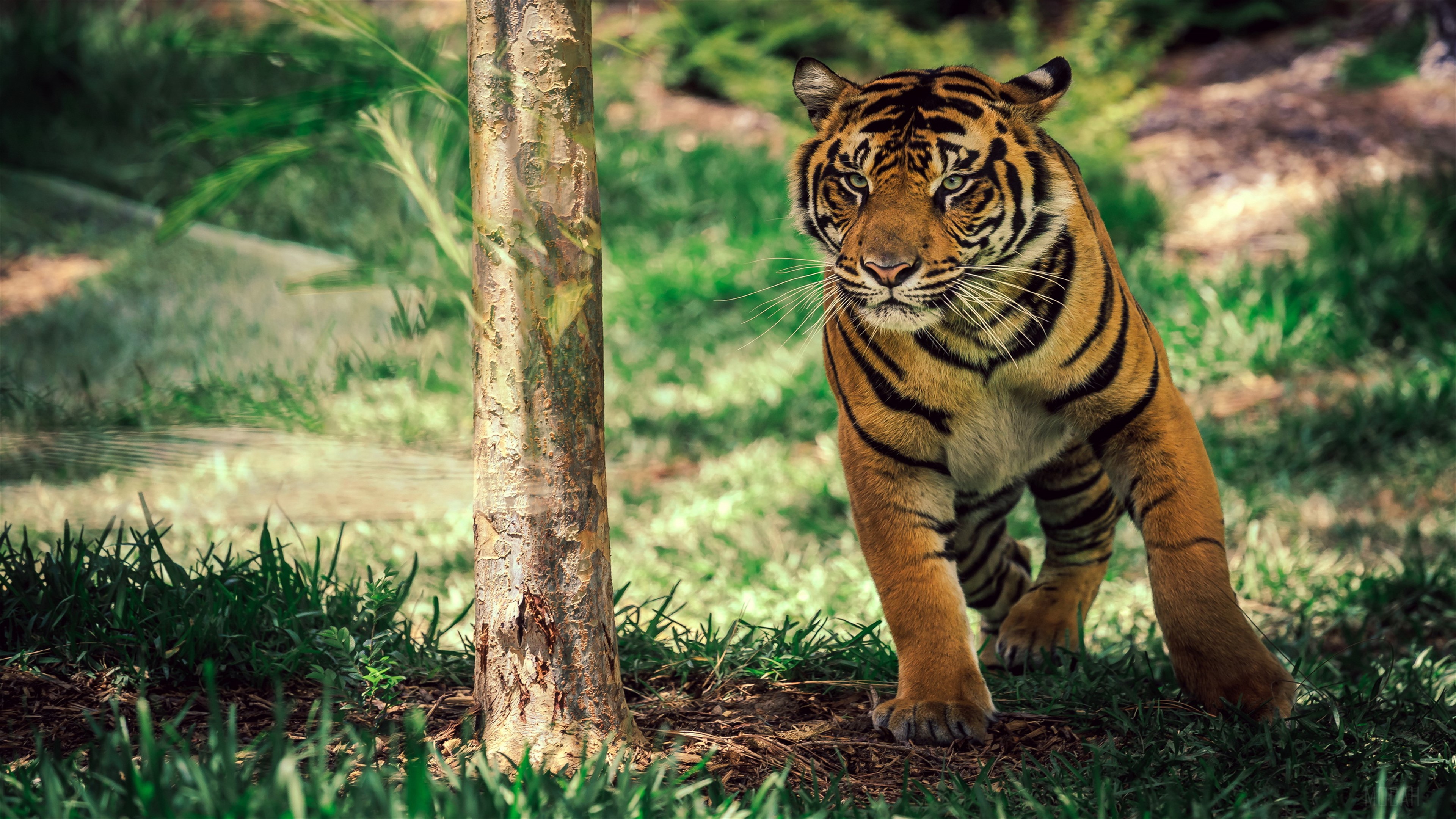 Tiger in a grassy savanna with a tree HD Wallpaper