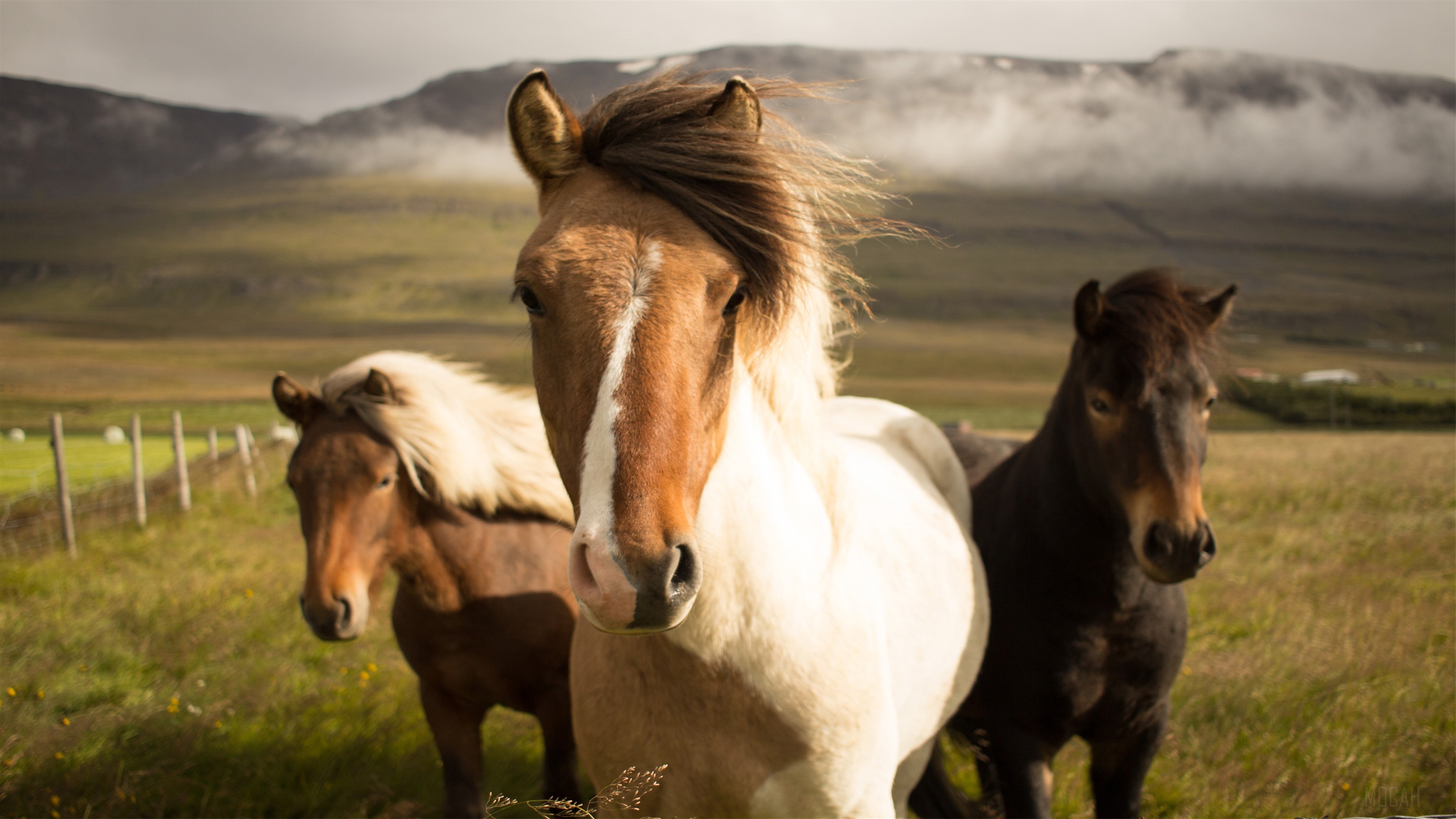 Icelandic horses in a field with mountains HD Wallpaper