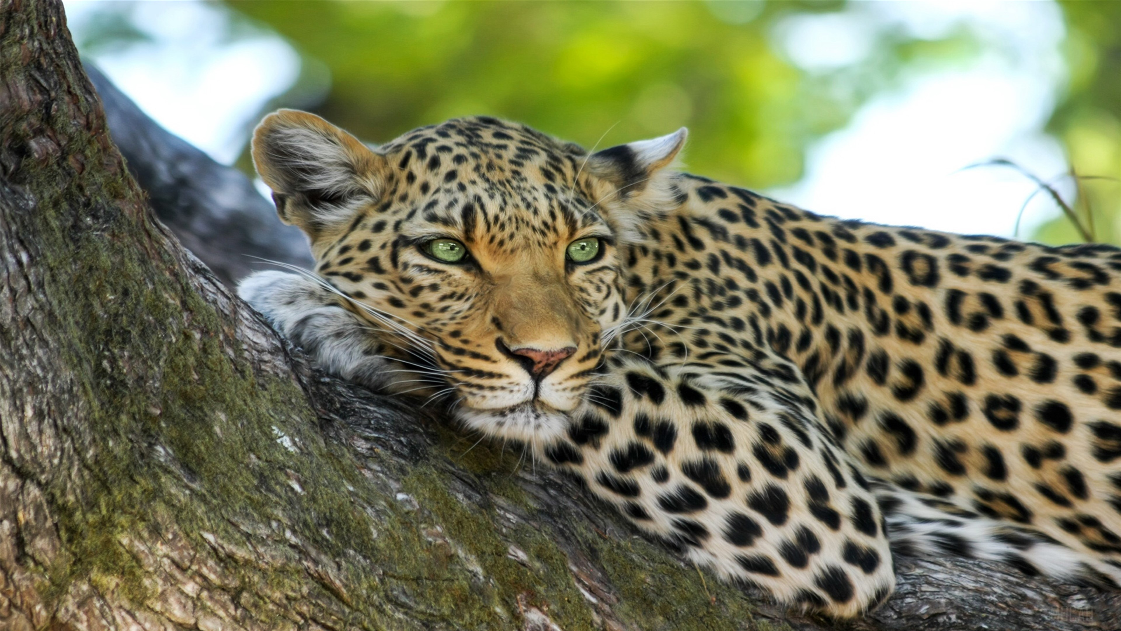 Leopard resting on a tree branch HD Wallpaper
