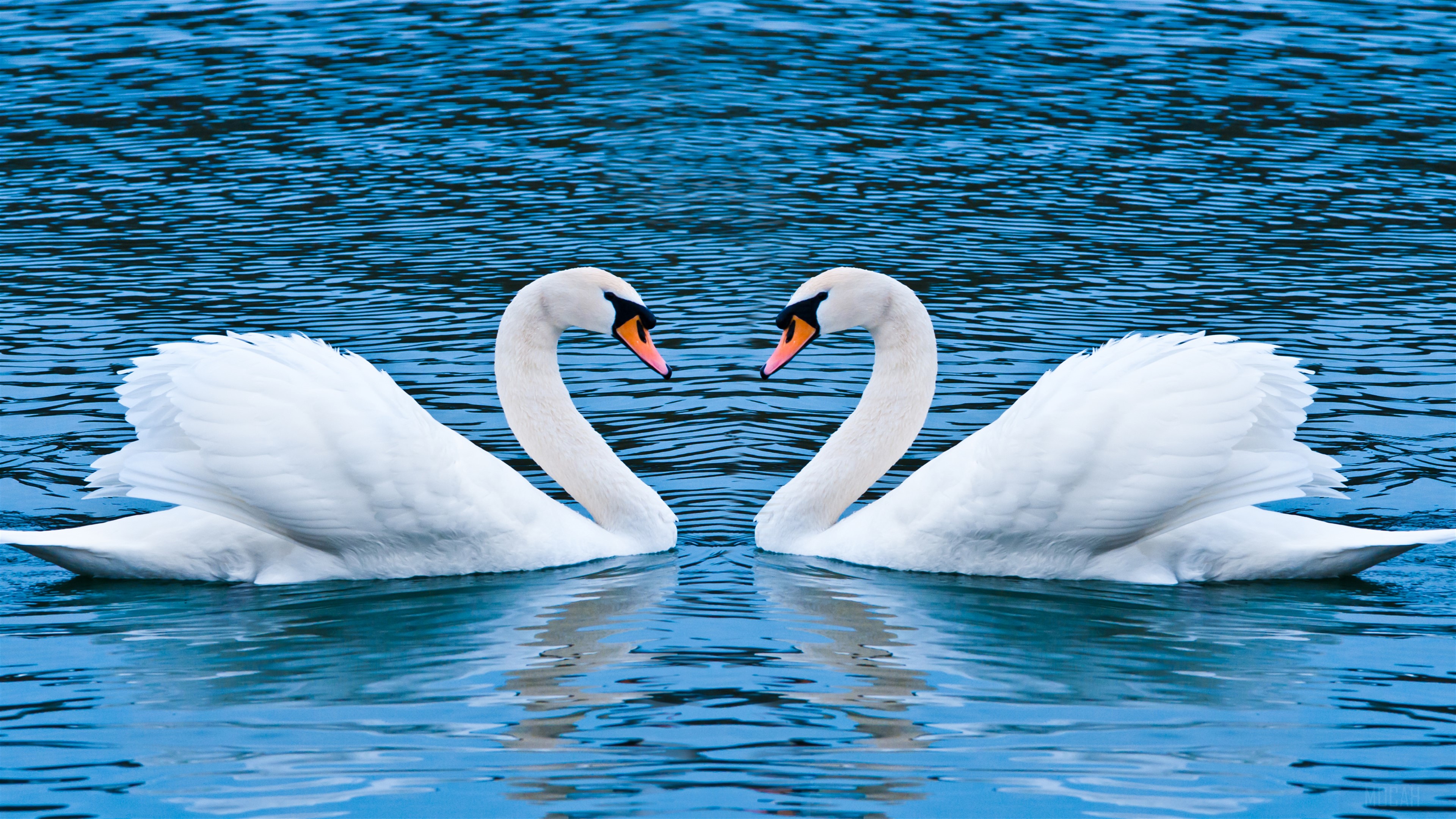 Two swans forming a heart shape in blue water HD Wallpaper