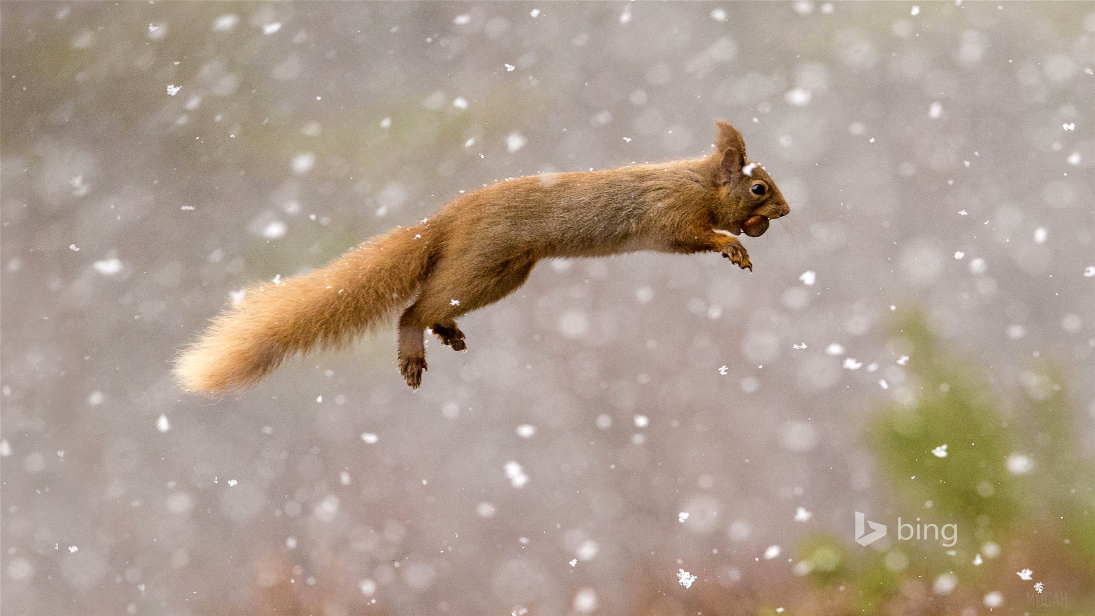 Red Squirrel in Snow HD Wallpaper