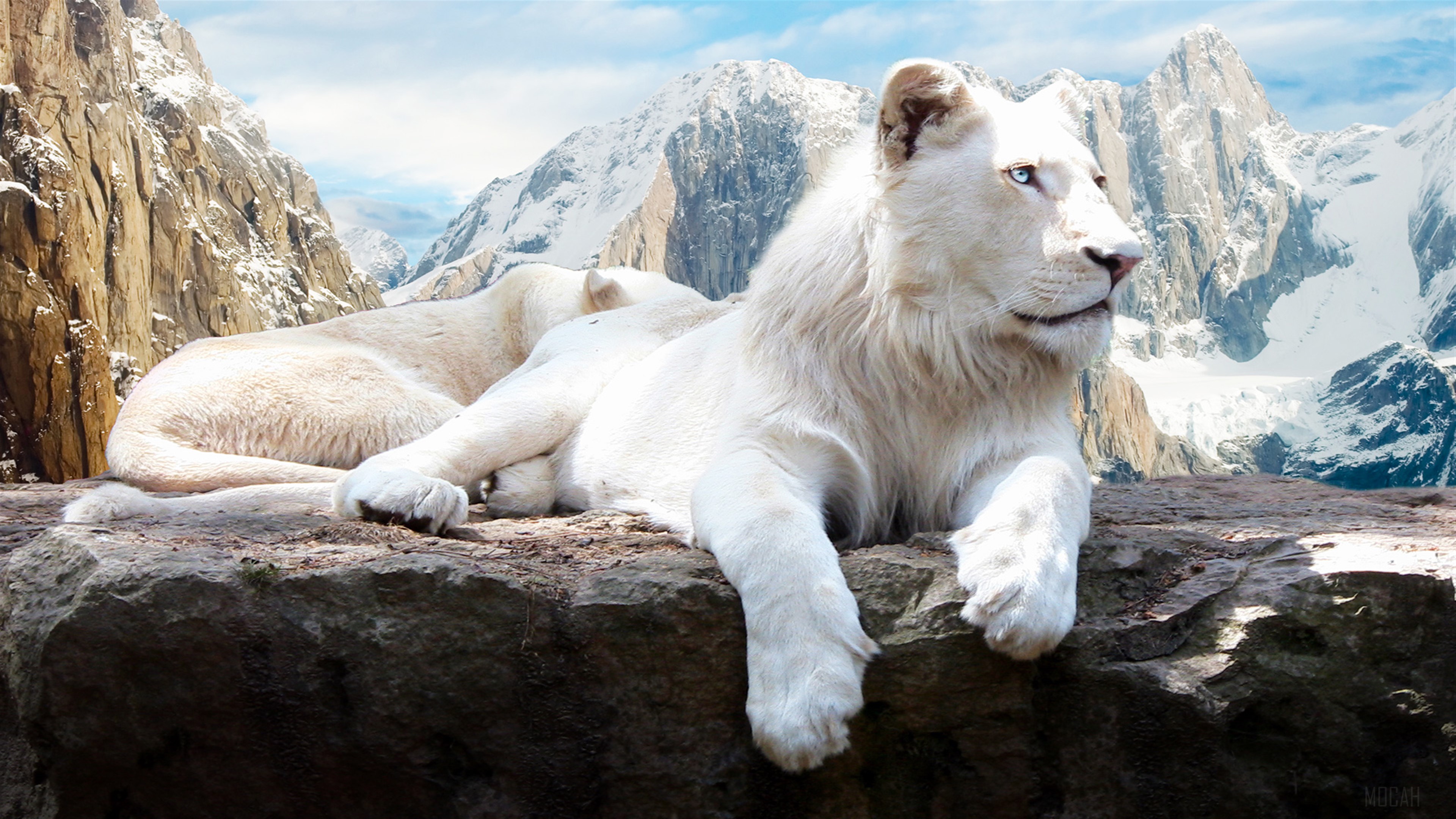 White Lions in Snowy Mountains 4K HD Wallpaper