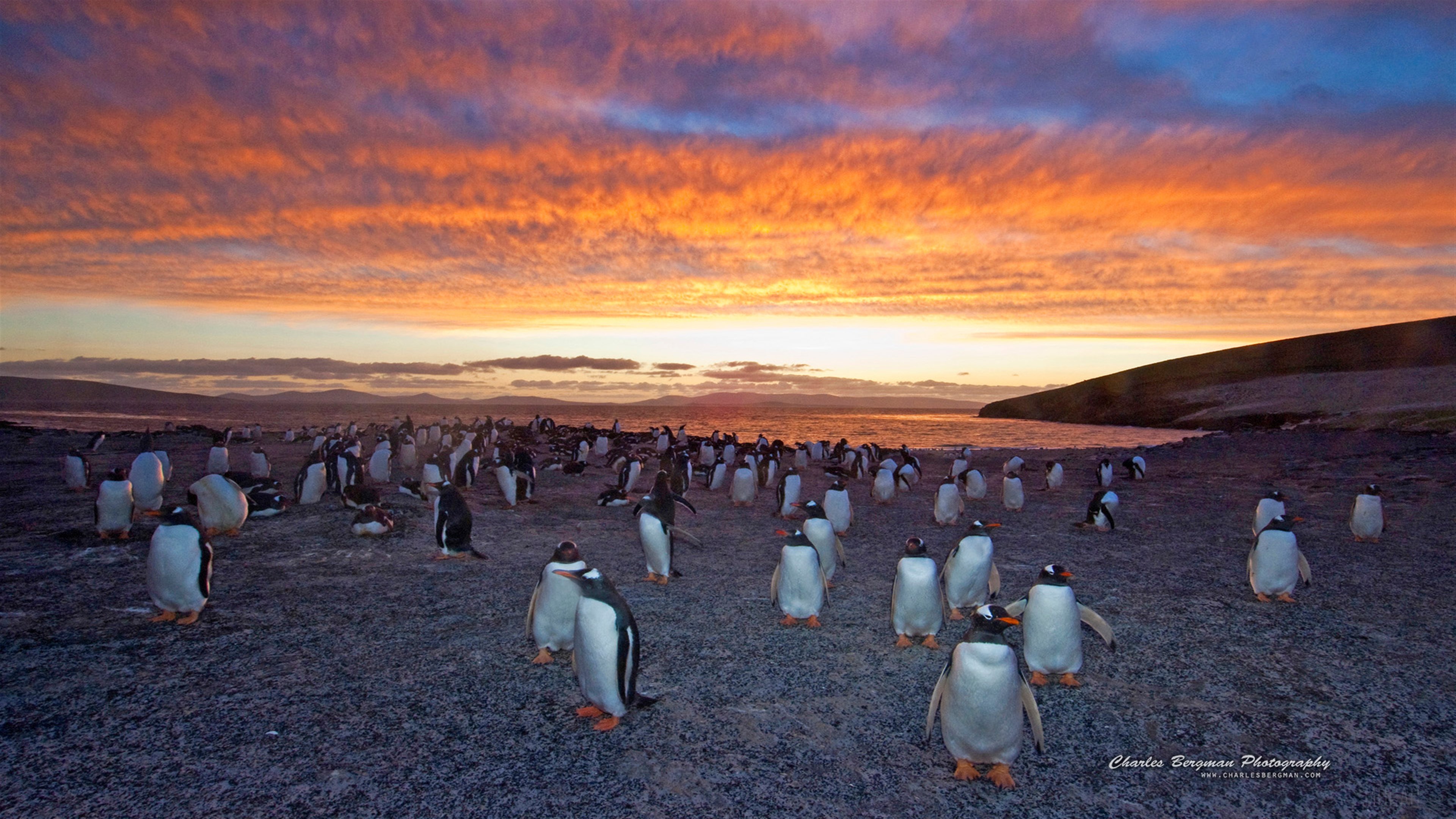 Gentoo Penguin Colony at Sunset 4K HD Wallpaper