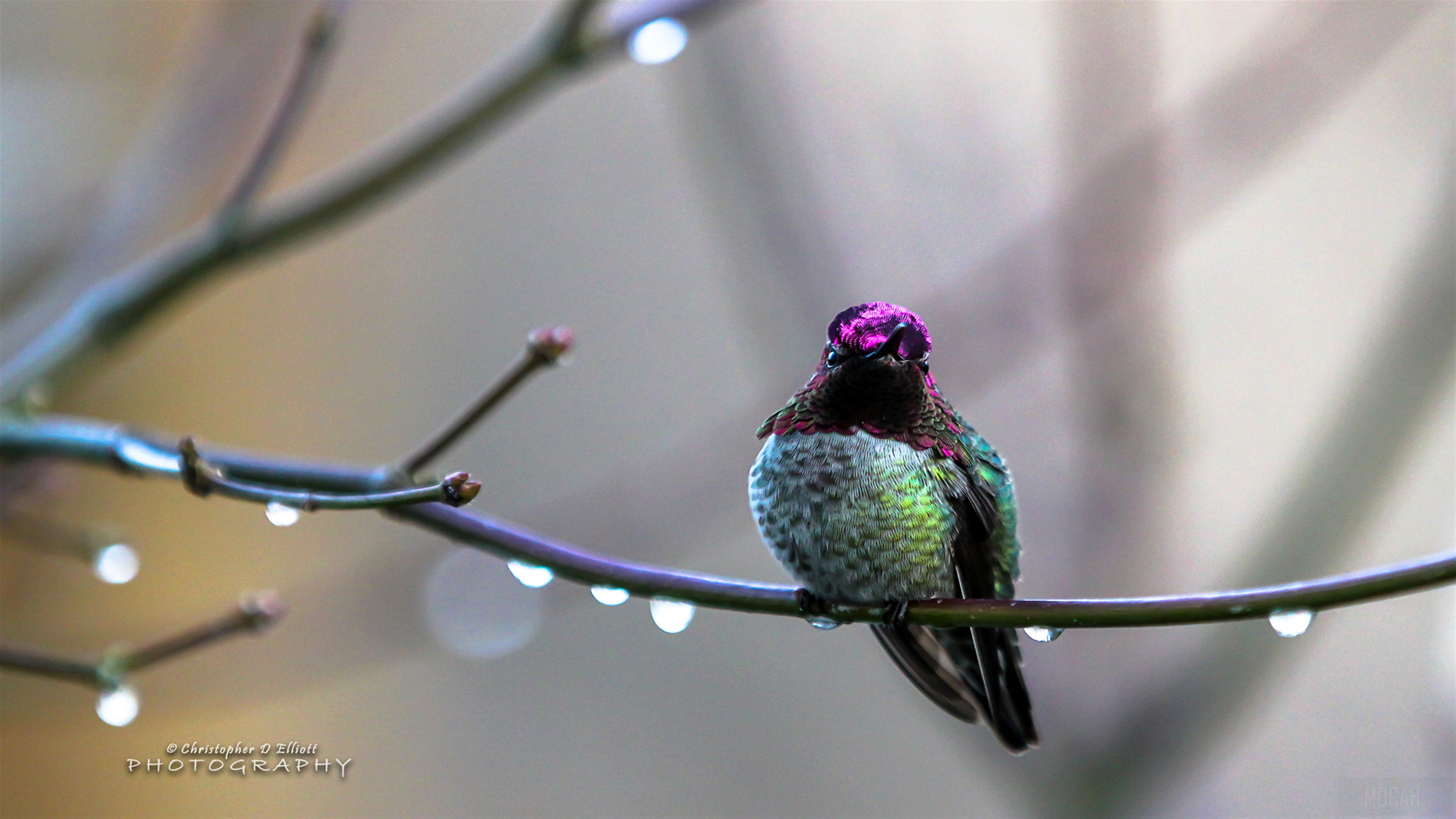 Anna's Hummingbird on a Branch with Water Droplets 4K HD Wallpaper