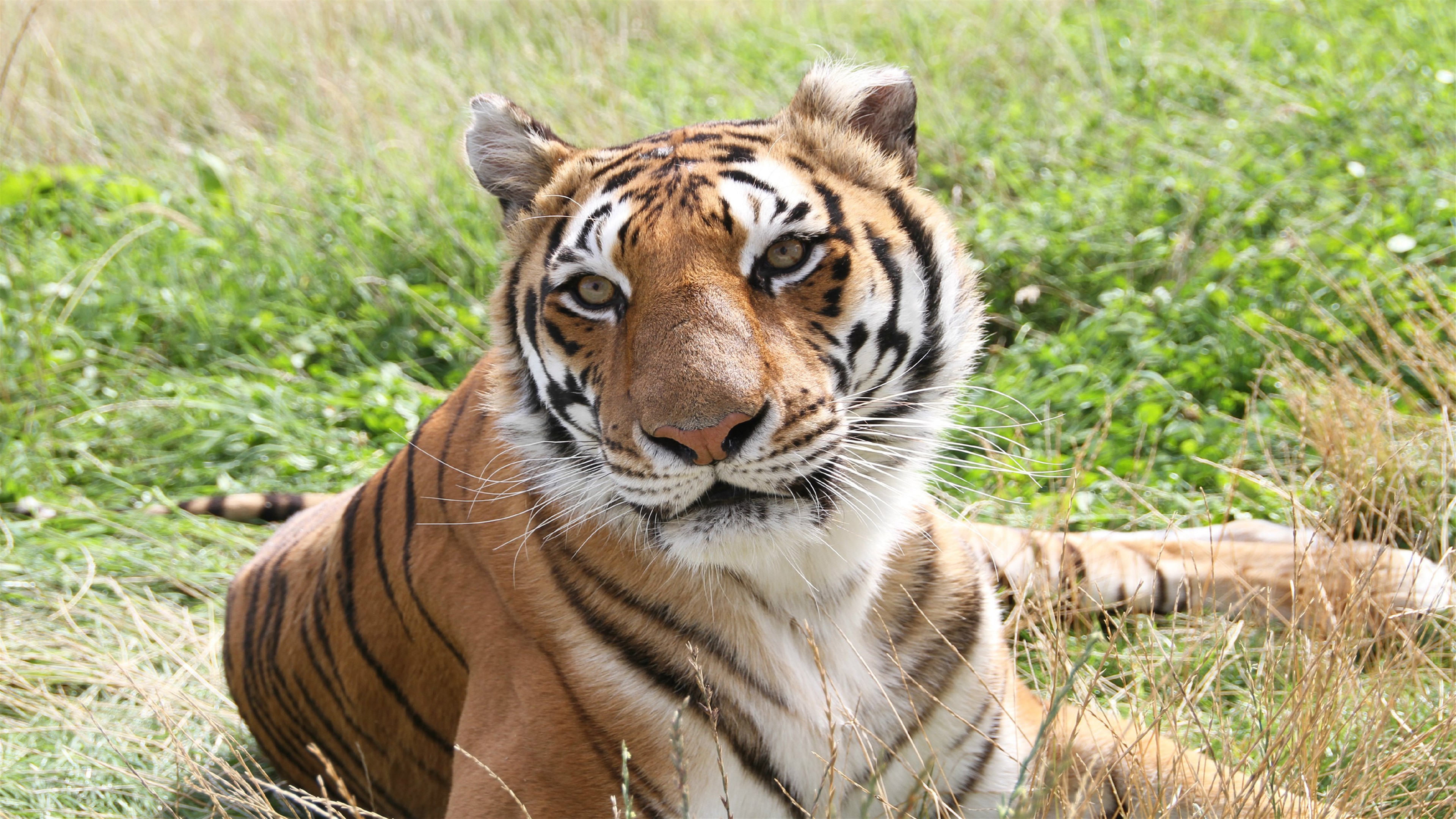 Tiger in Fields HD Wallpaper