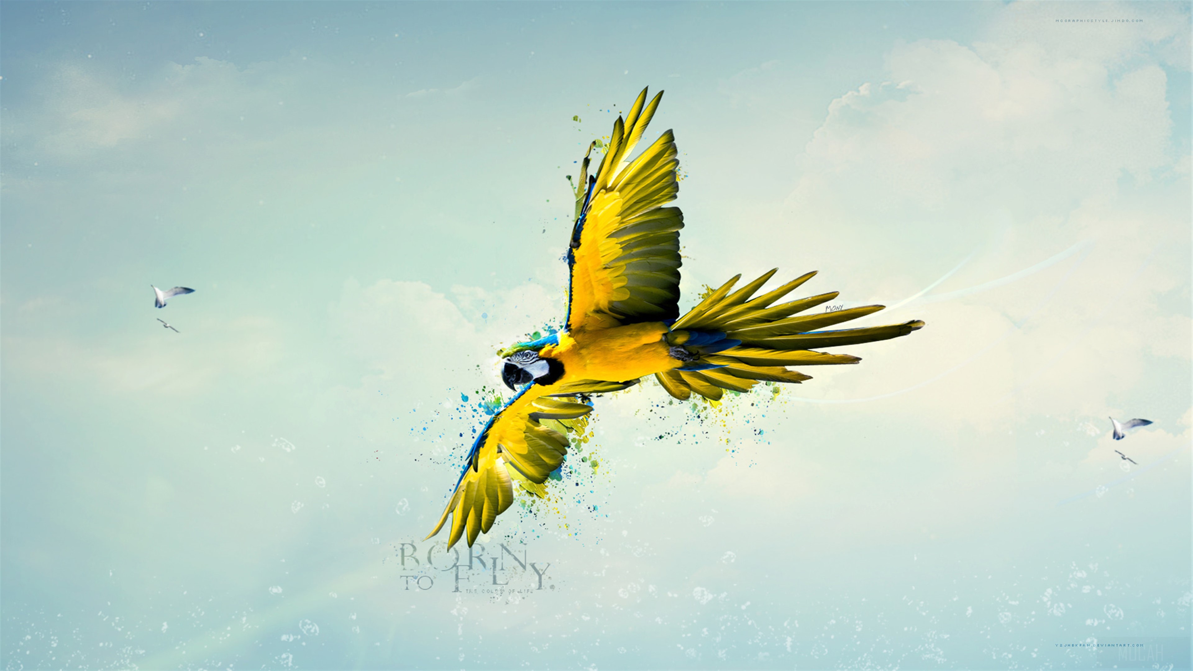 Macaw Parrot Born to Fly 4K HD Wallpaper