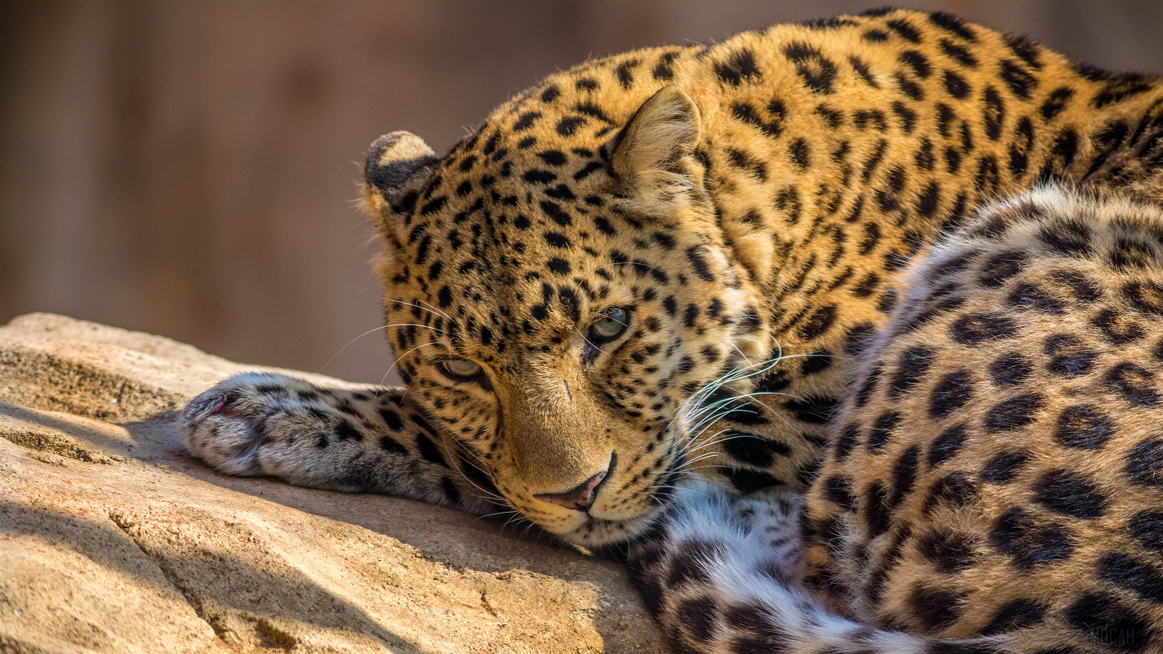 Leopard resting on a rock in 4K HD Wallpaper