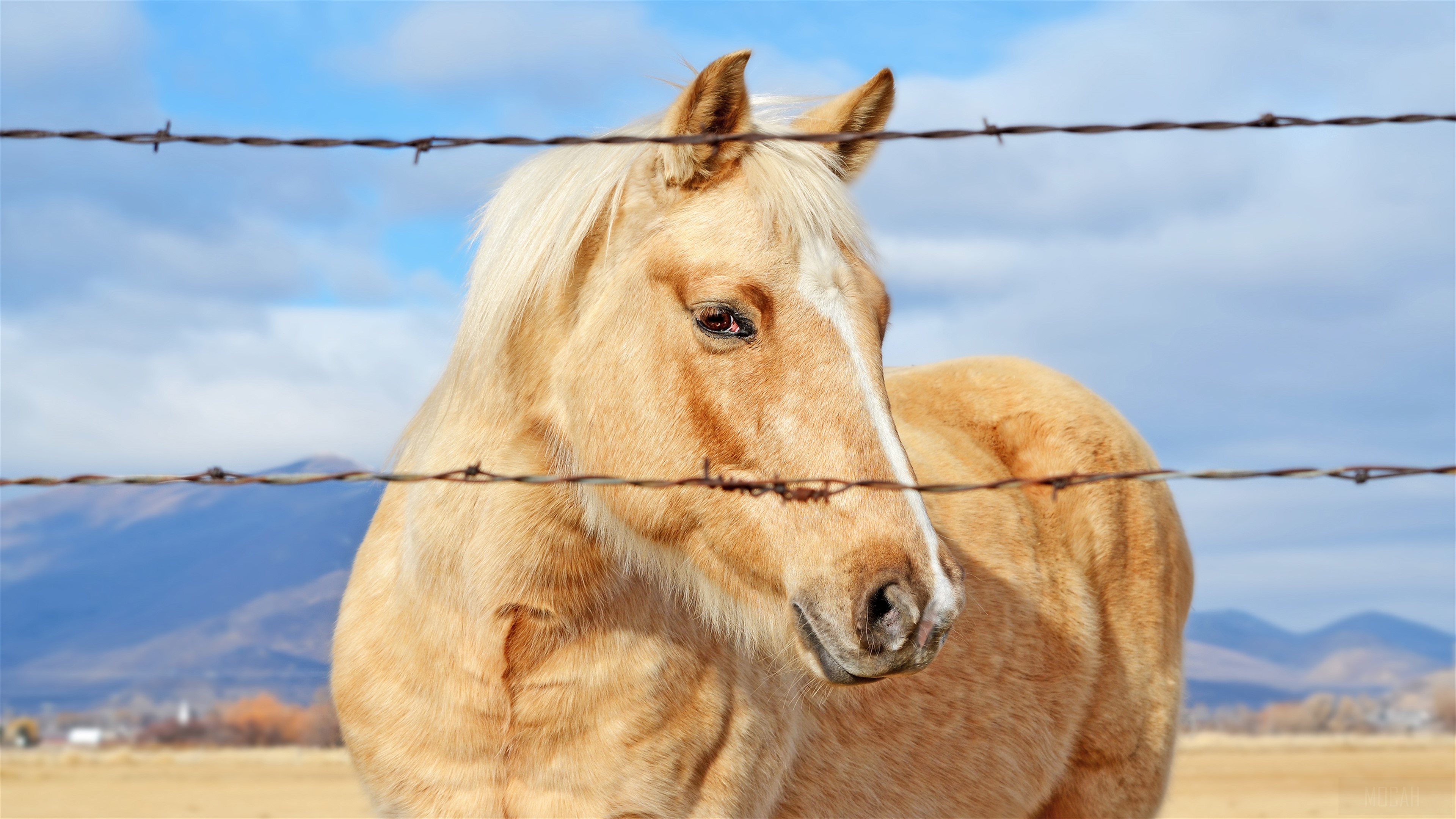 Palomino Horse Behind Barbed Wire Fence 4K HD Wallpaper