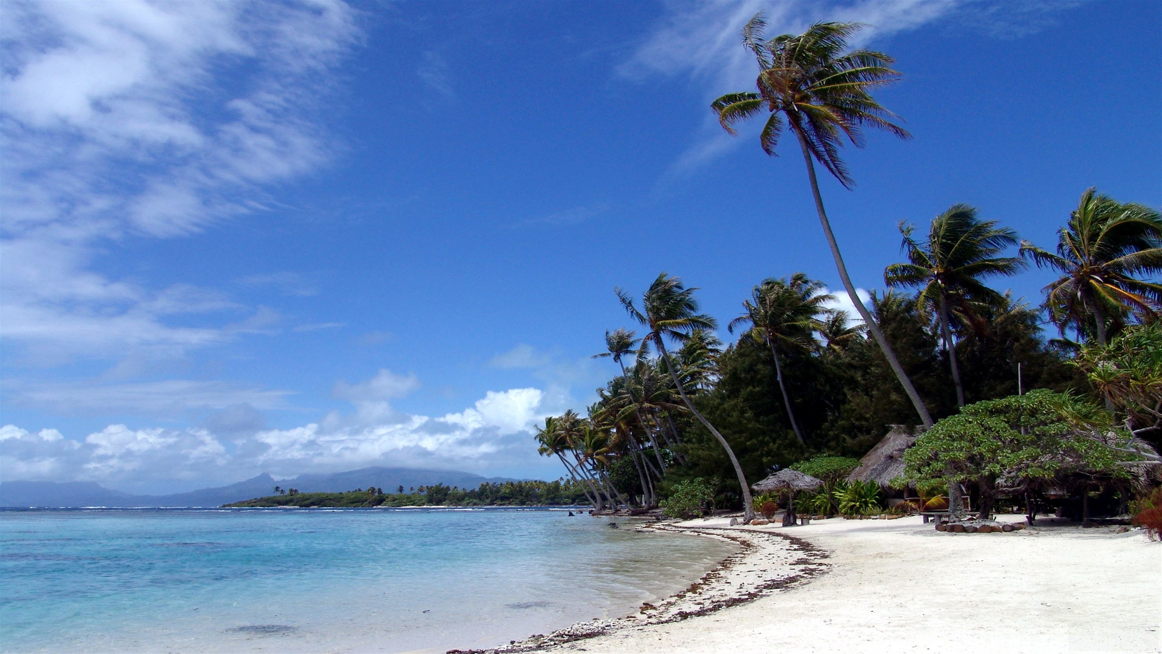 Tropical beach with palm trees and ocean HD Wallpaper