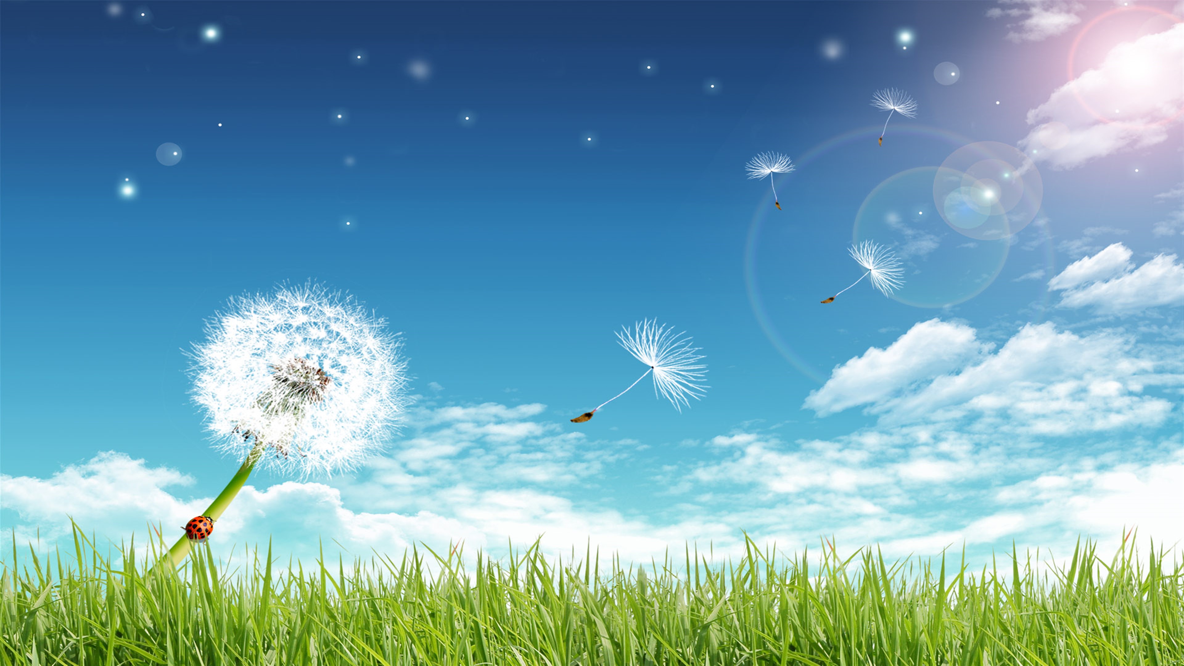 Dandelion Seeds Flying in the Sky with Ladybug HD Wallpaper