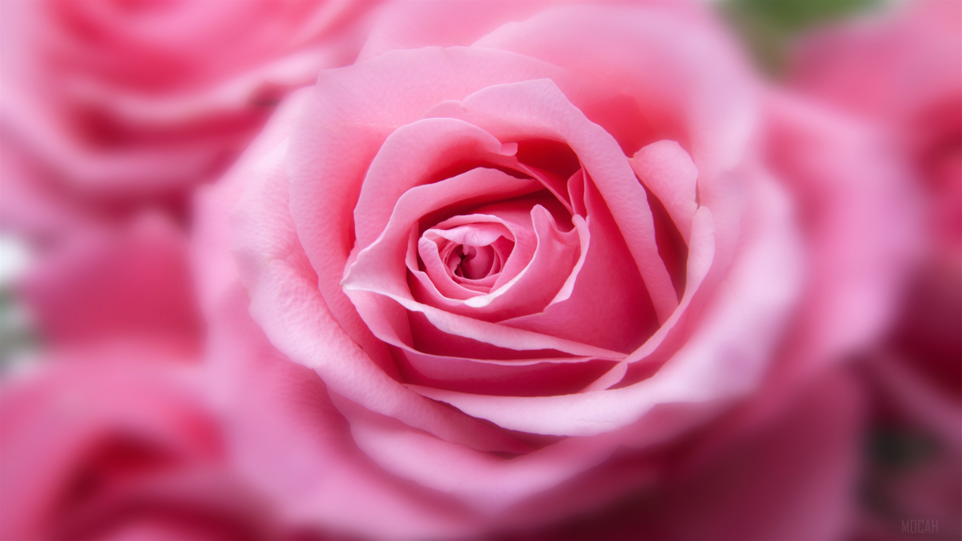 Pink Rose 4K HD Wallpaper