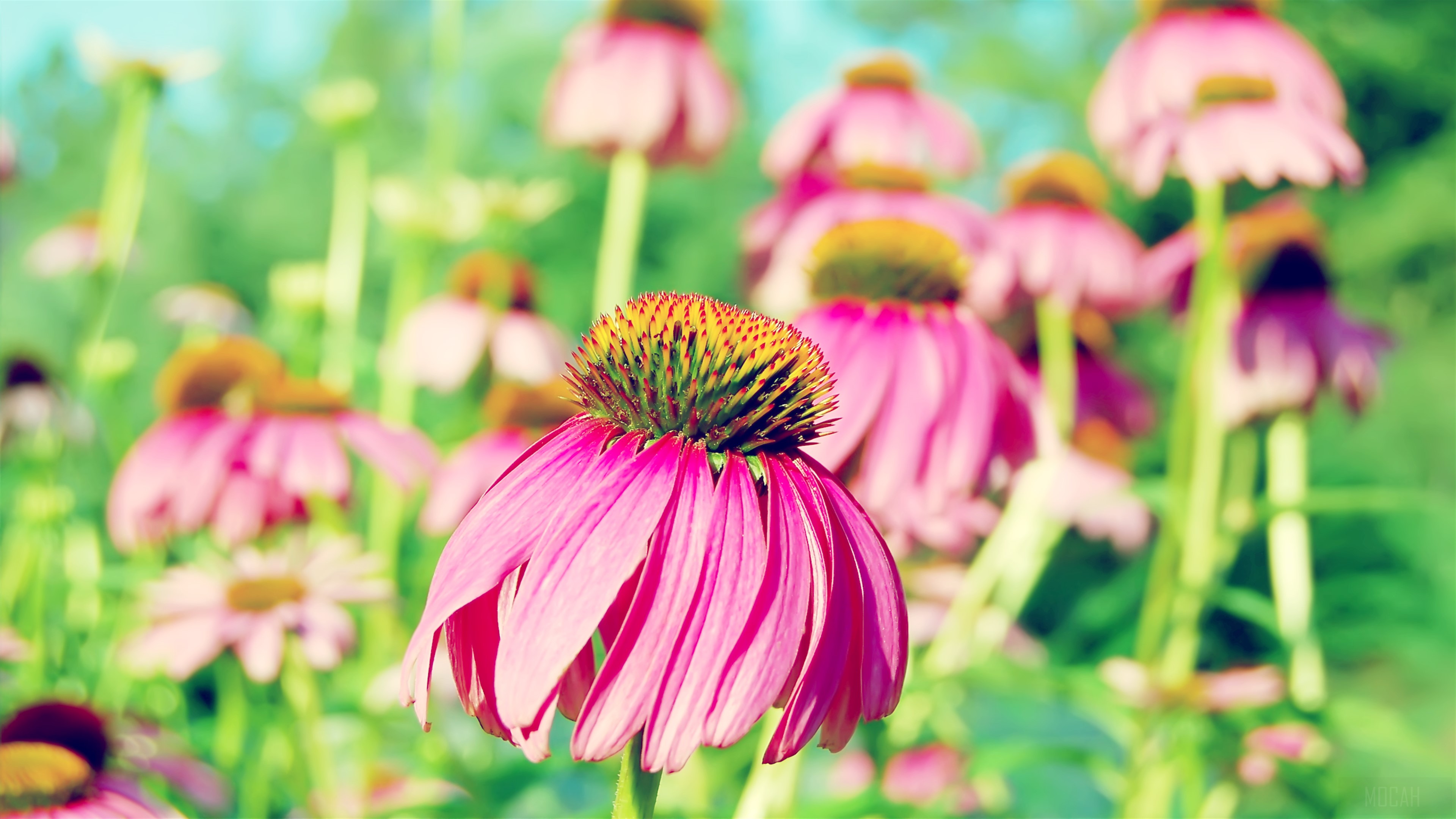 Purple Coneflower HD Wallpaper