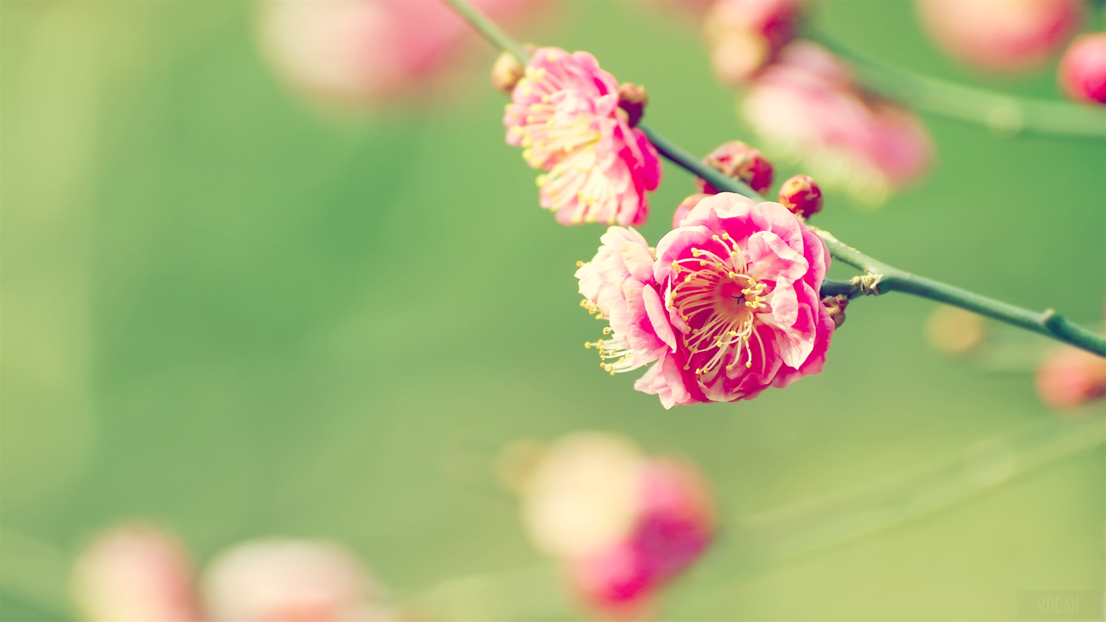 Japanese Apricot Blossoms 4K HD Wallpaper