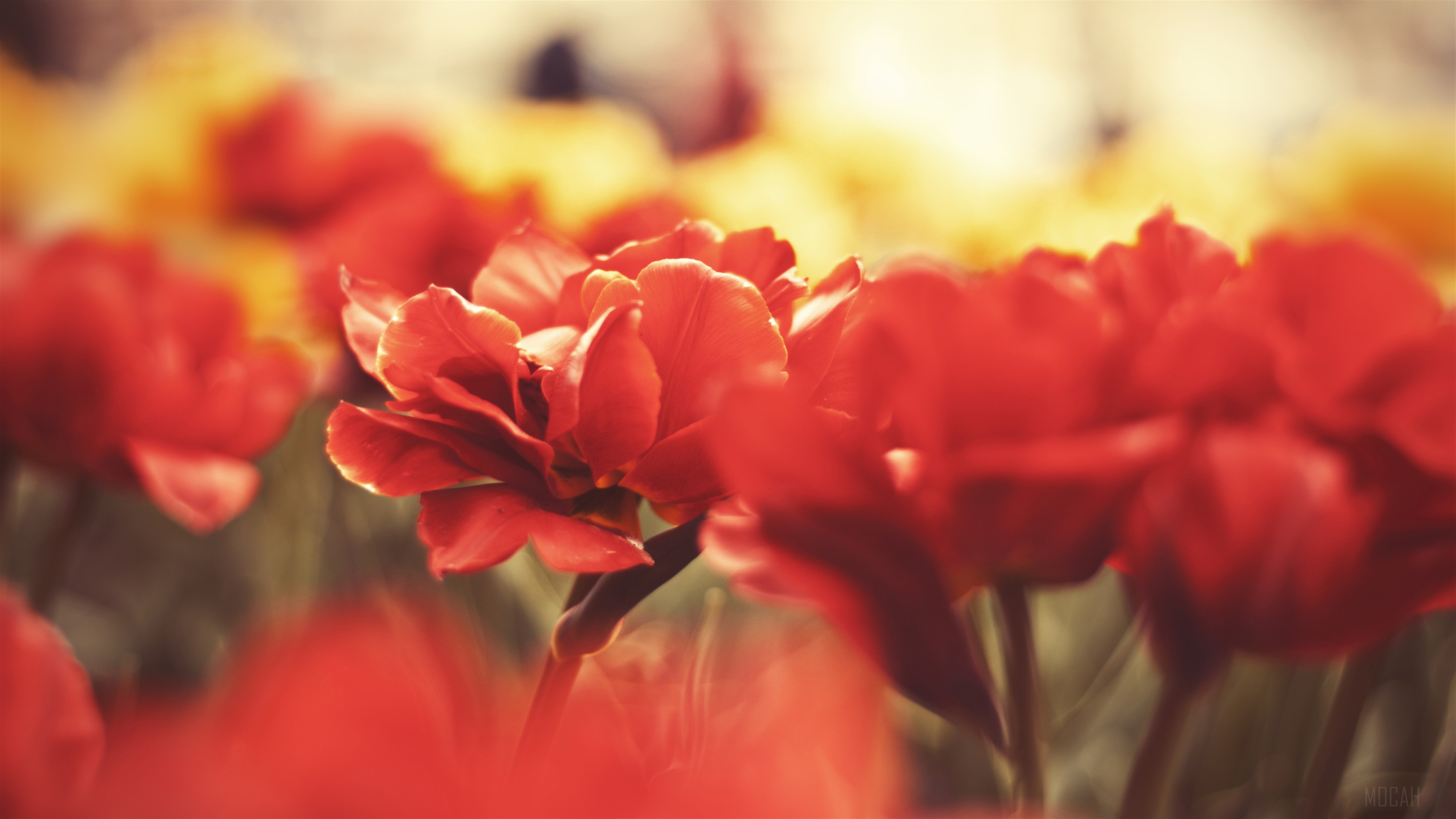 Macro shot of red tulips in 4K HD Wallpaper