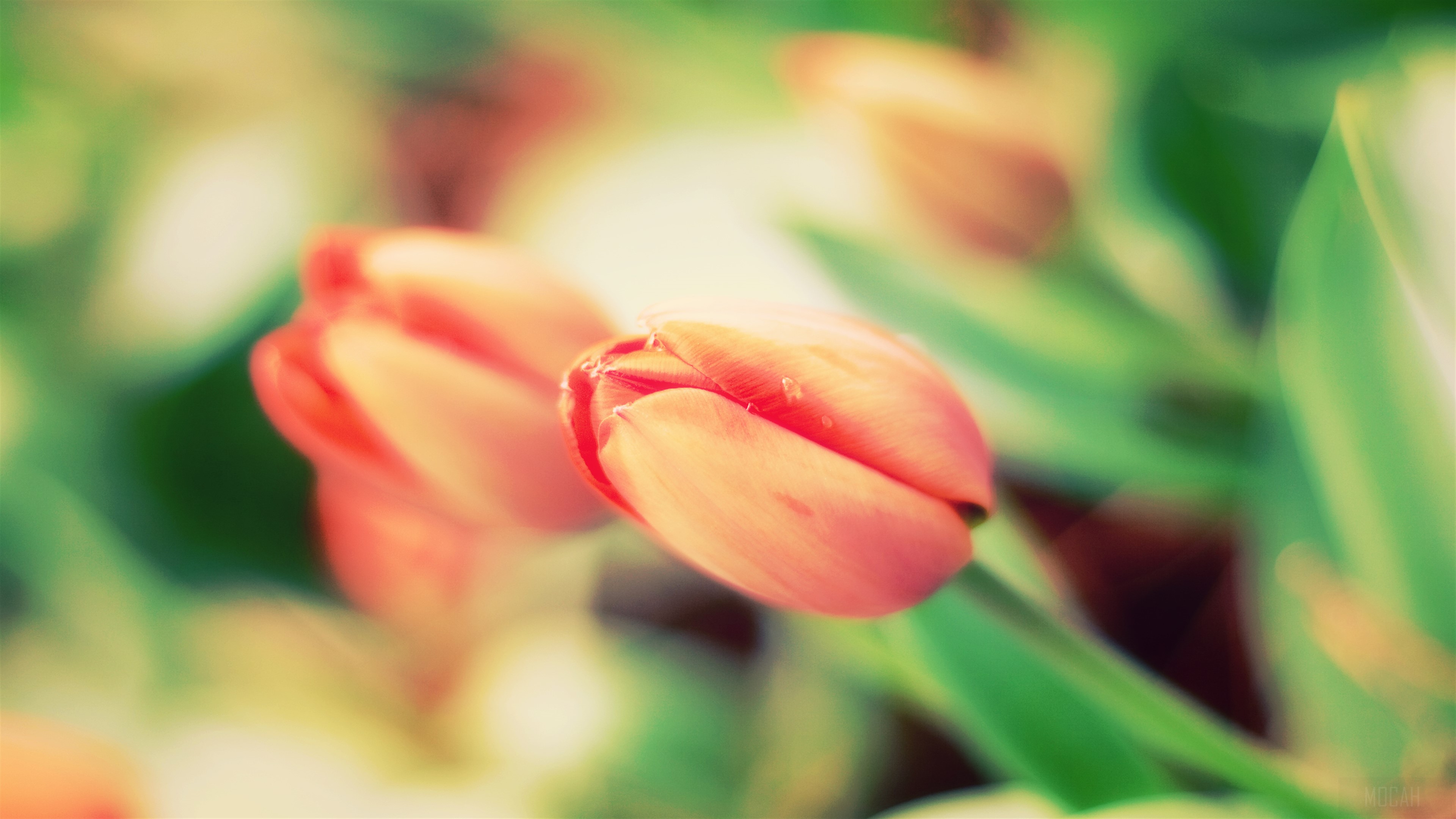 Early Tulips HD Wallpaper